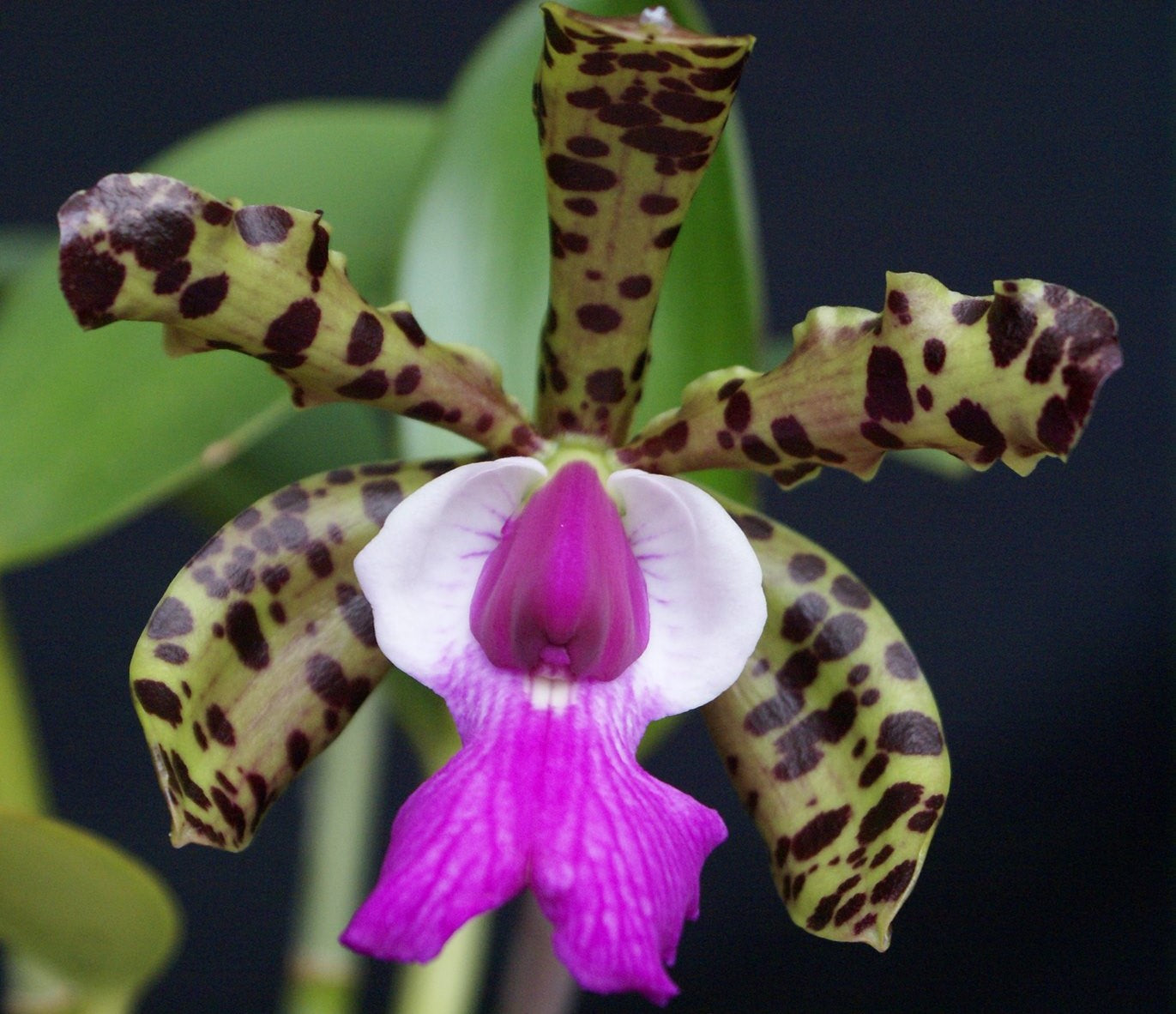 Cattleya aclandiae