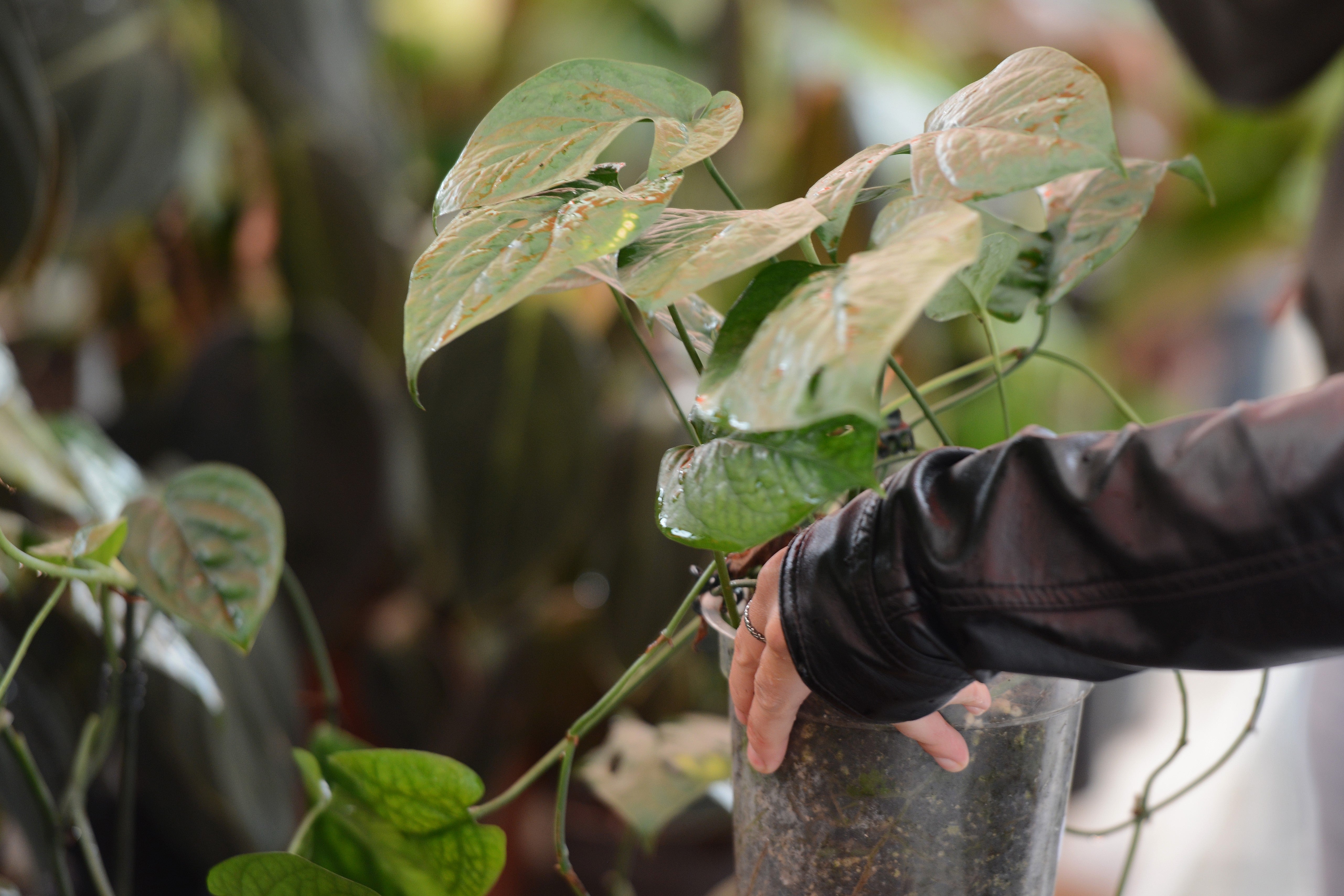 Botanika Hamm April 2024: De zeldzaamste tropische planten en orchideeën