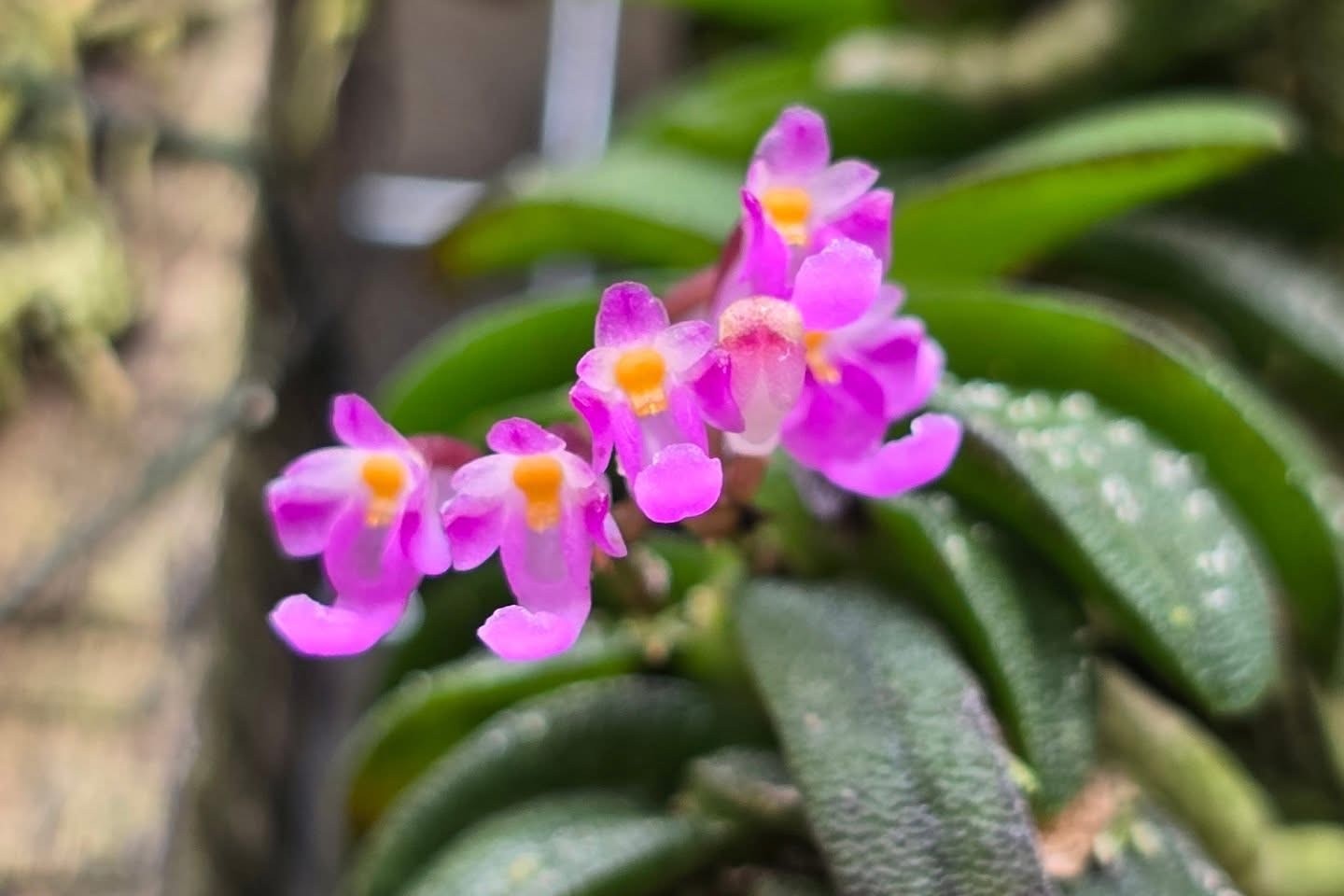 Schoenorchis seidenfadenii met roze bloemen