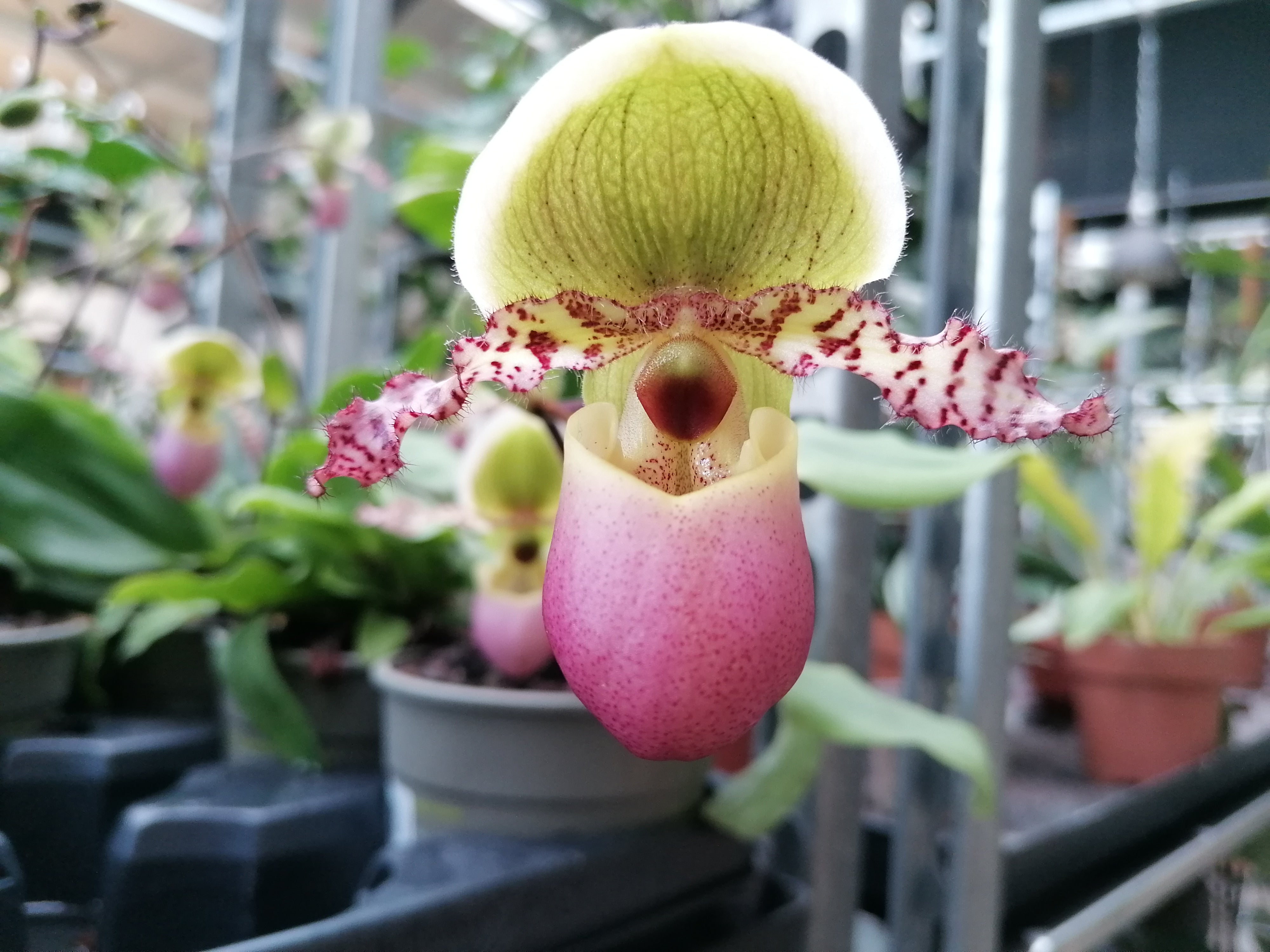 Paphiopedilum pinocchio "4N"
