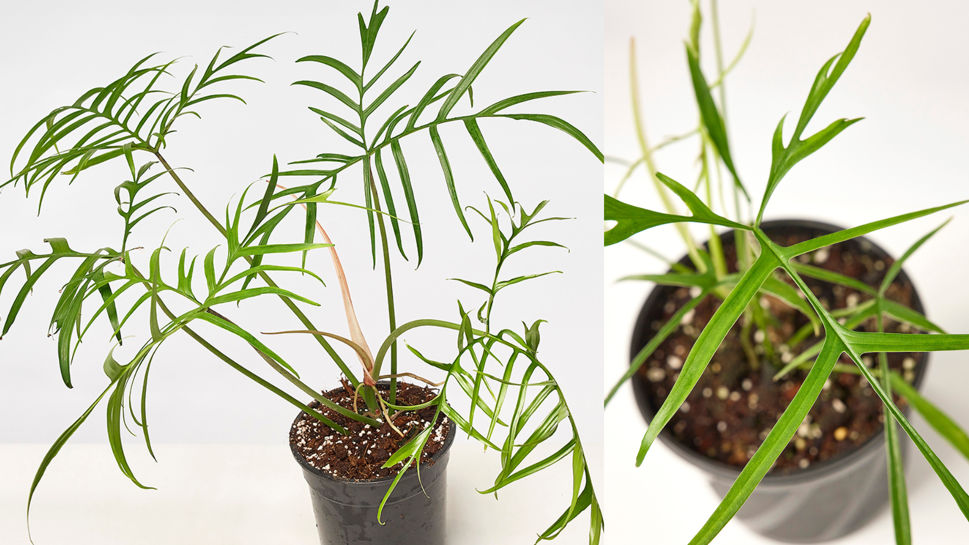 Philodendron polypodioides tortum?!