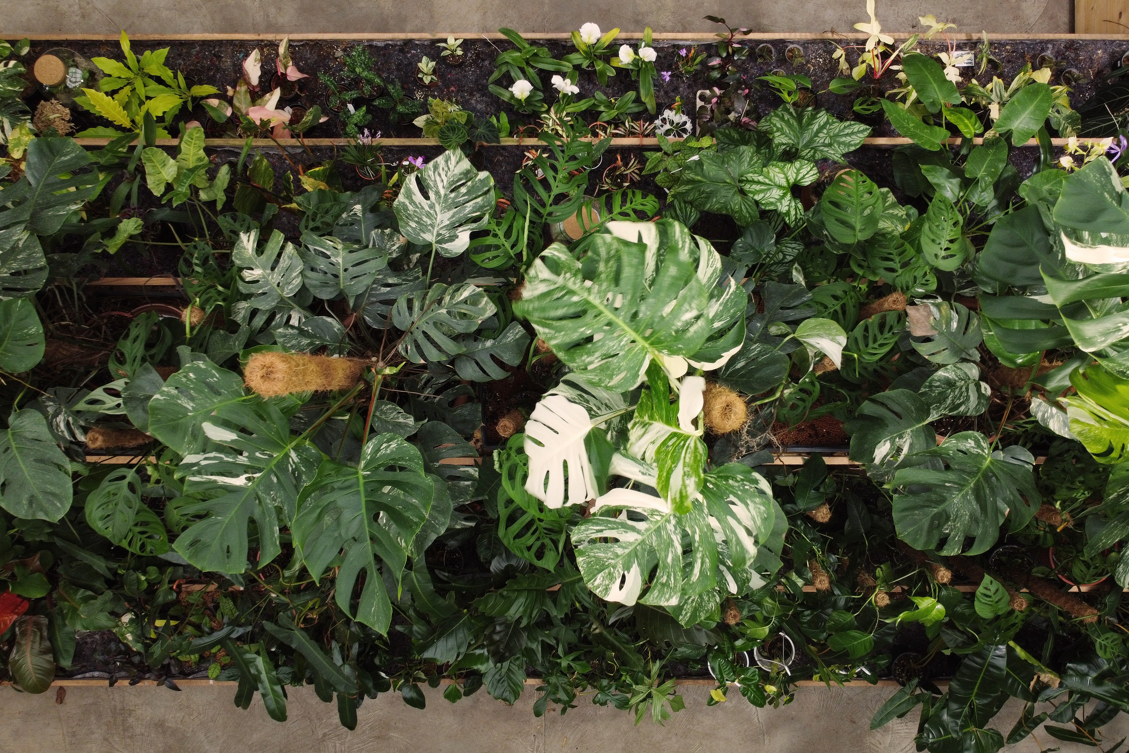 Groothandelsprijzen zijn weer actief op onze vernieuwde webshop!