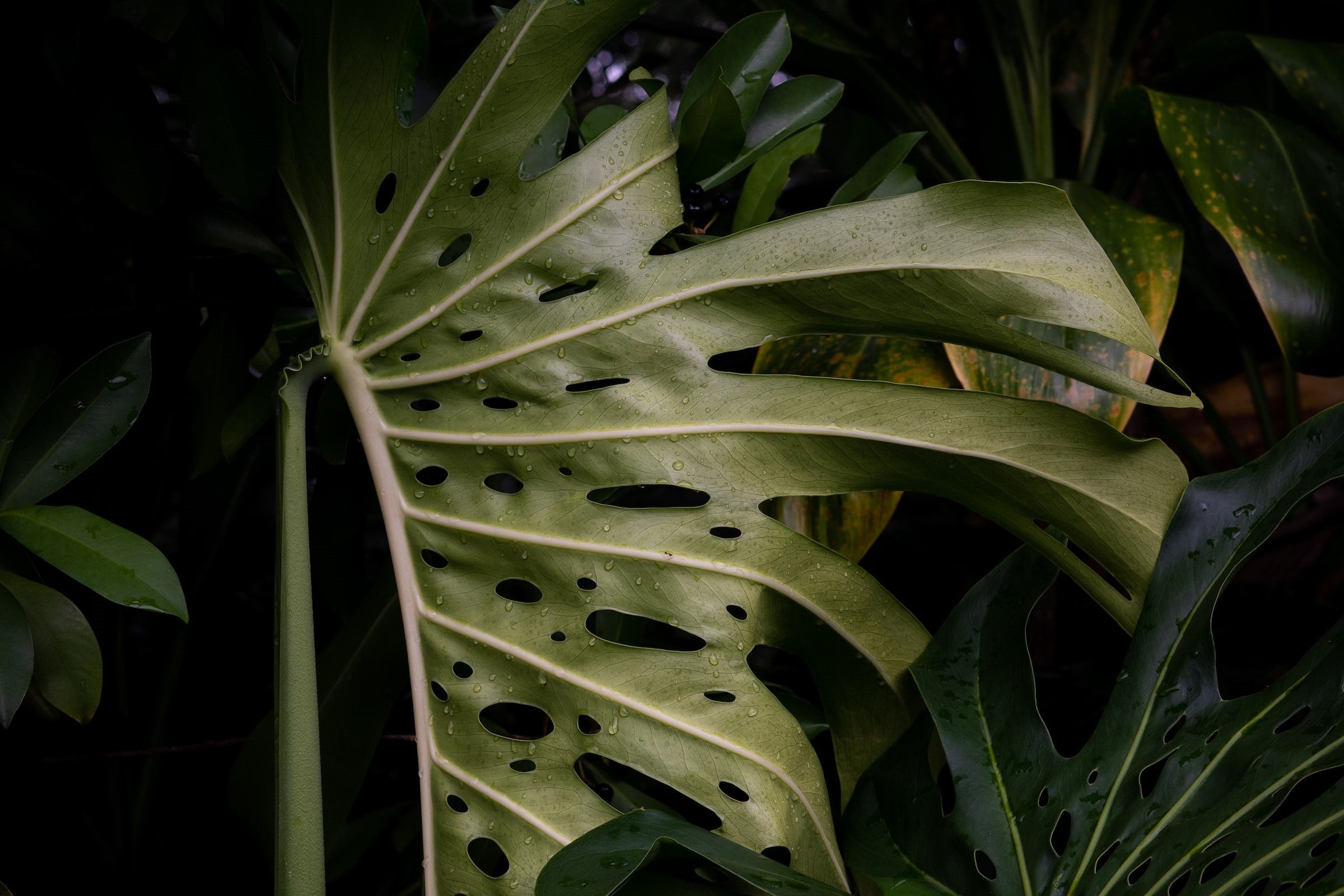 Monstera deliciosa en borsigiana zijn hetzelfde!