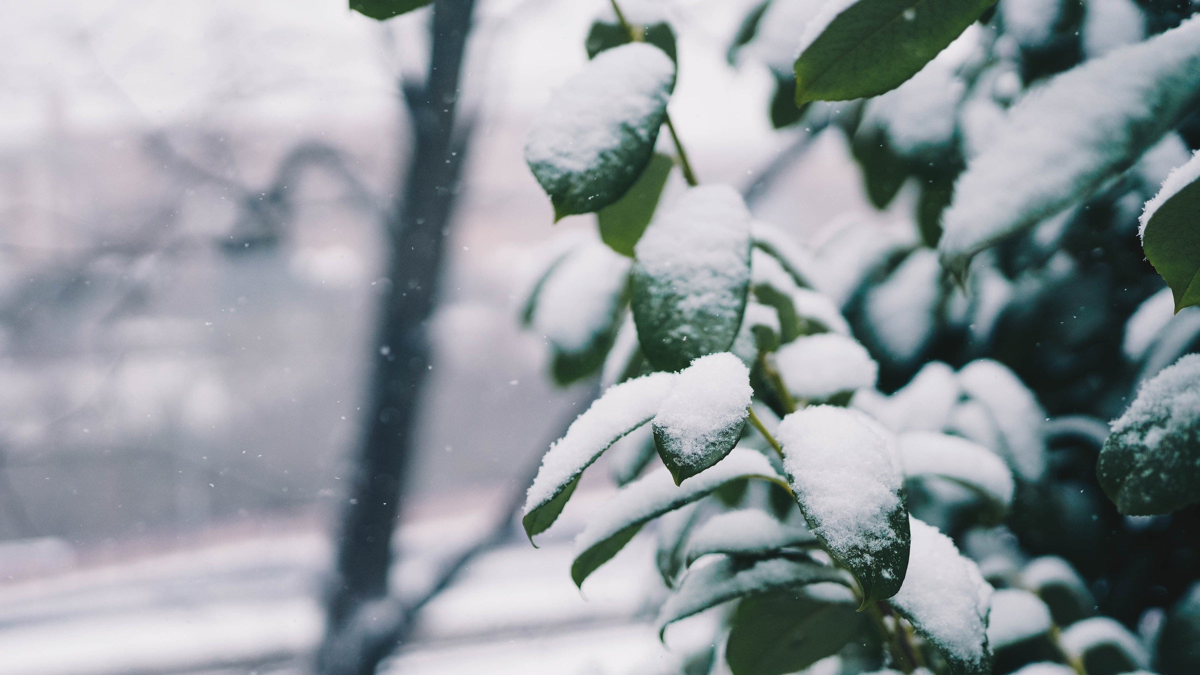 Belangrijke mededeling: Vertraging bij plantenverzending door slechte weersomstandigheden