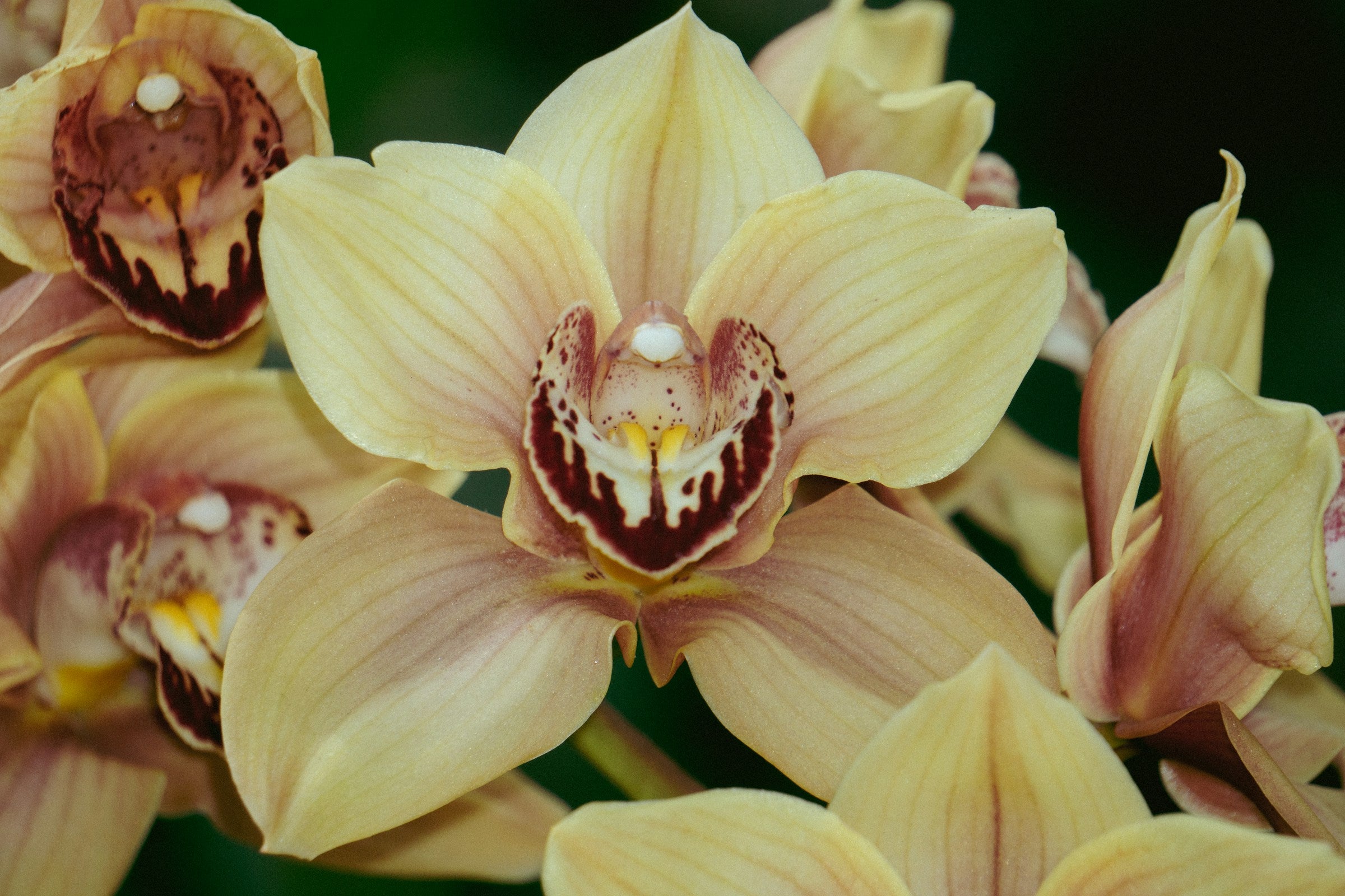 Die Ekstase der Frühlingsblüte bei Orchideen: Pflanzen, die Sie beacht