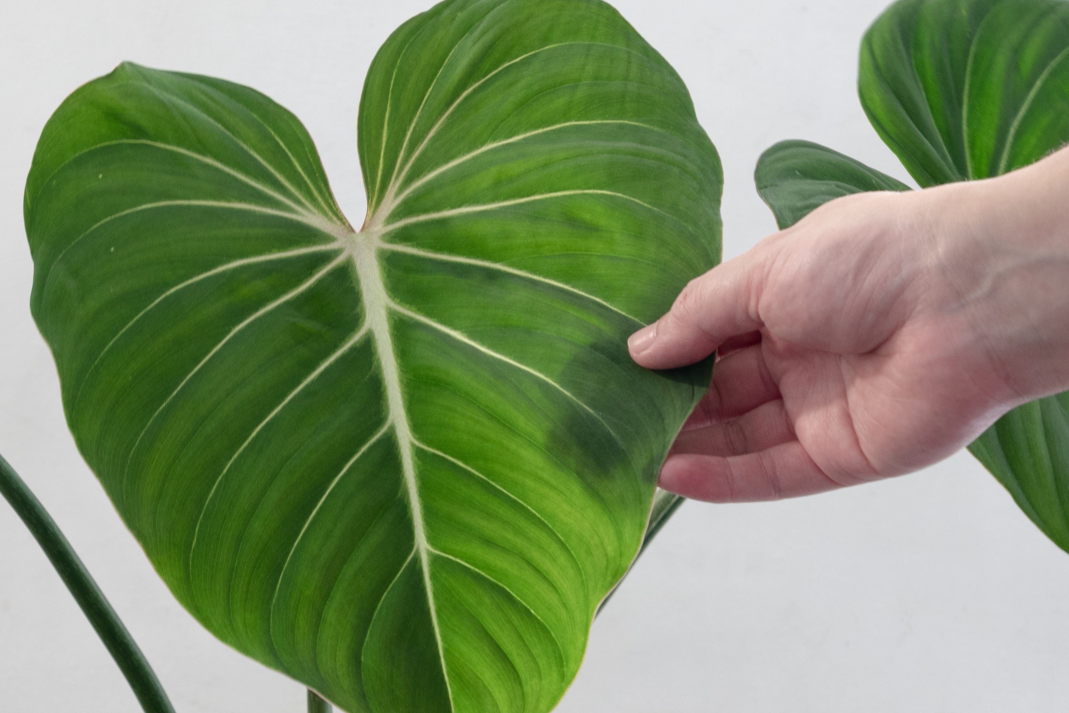 Valentijnsactie 2024: Philodendrons en Hoya's