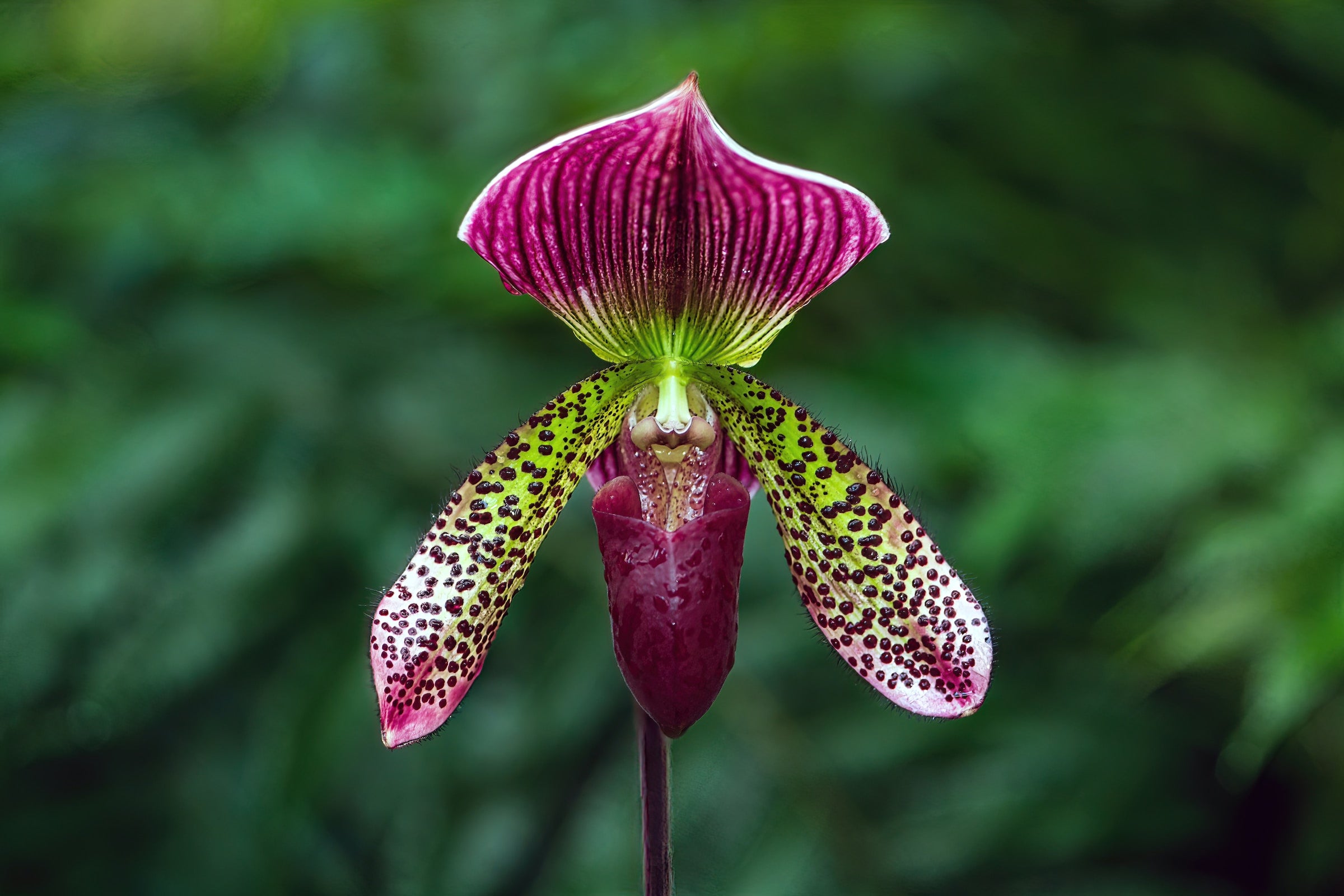 The most rare colors of flowers of orchids