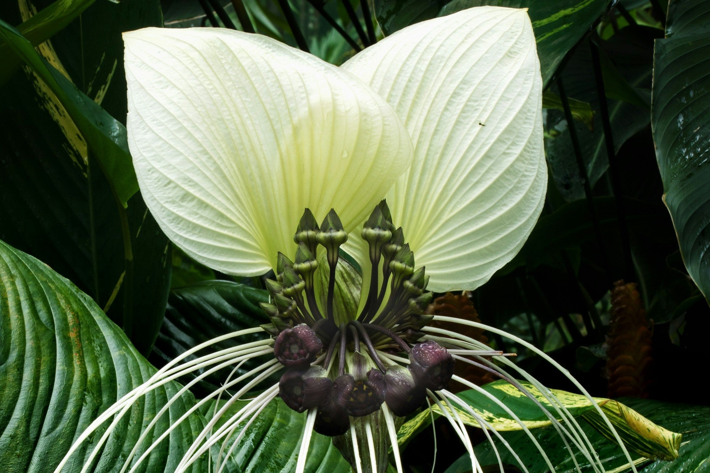 Tacca integrifolia witte vleermuisbloem in bloei
