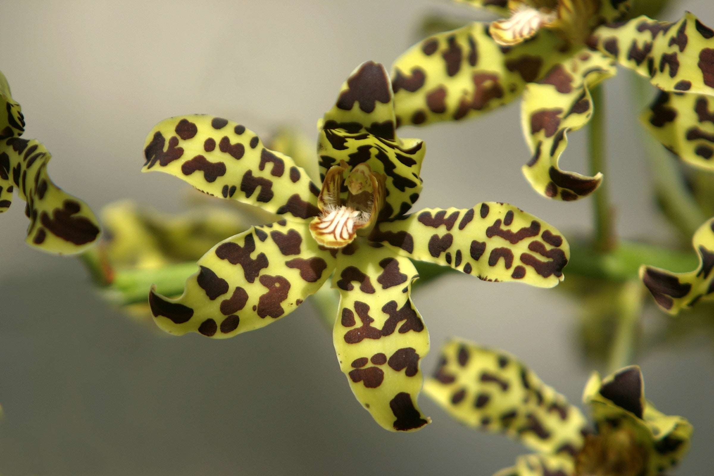De geheime evolutiegeschiedenis van de orchidee