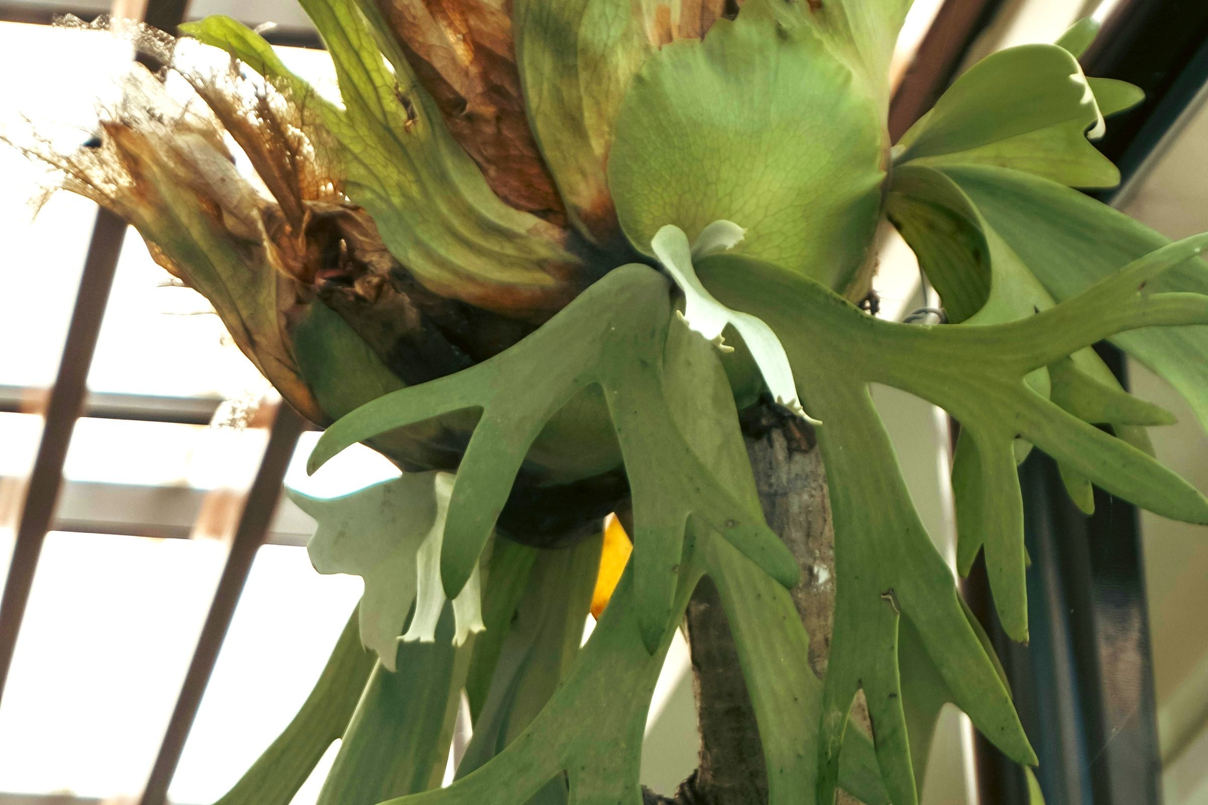 Platycerium in boom gemonteerd in de kas