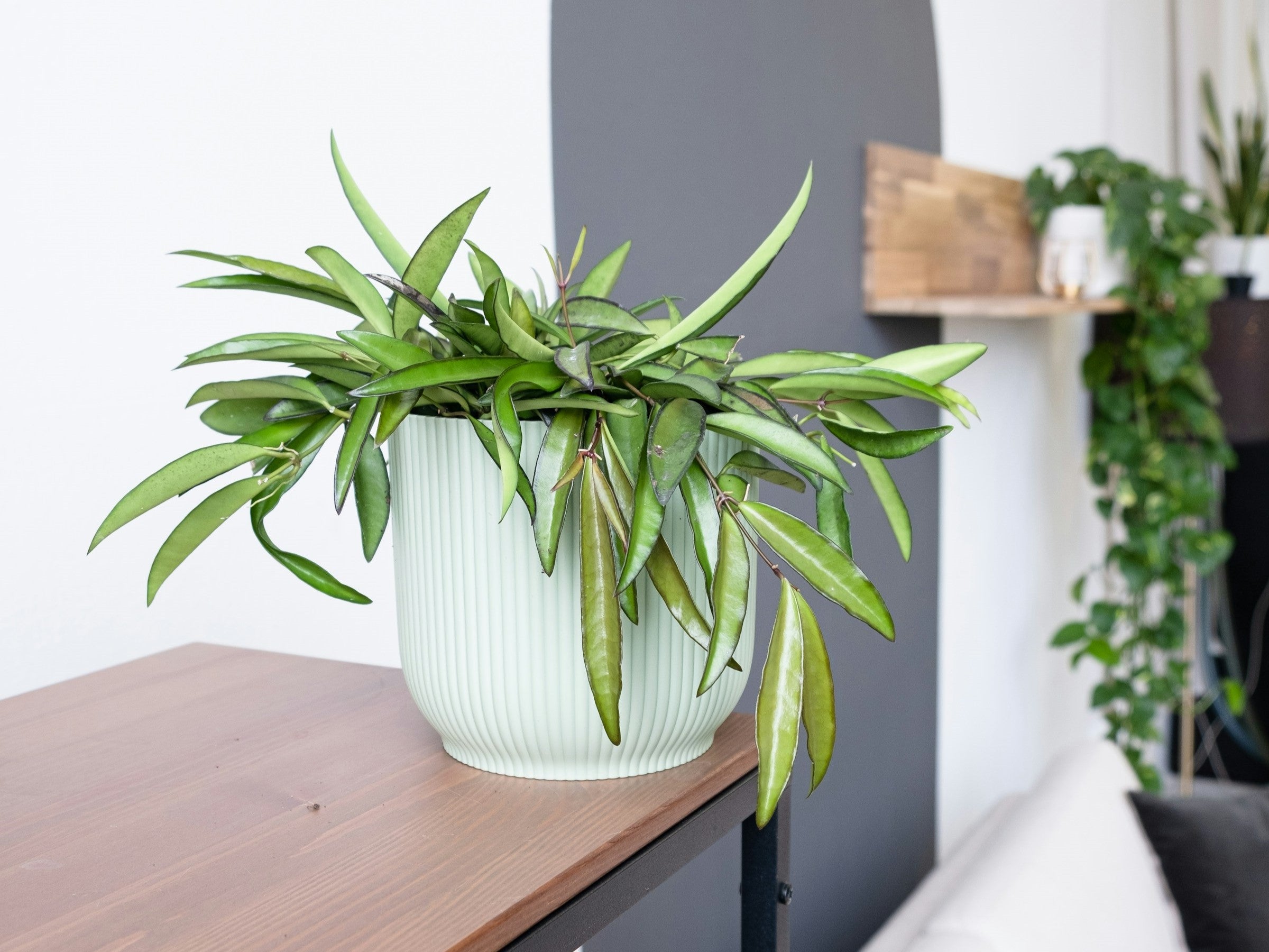 Is een Hoya (wasbloem) makkelijk om te verzorgen?