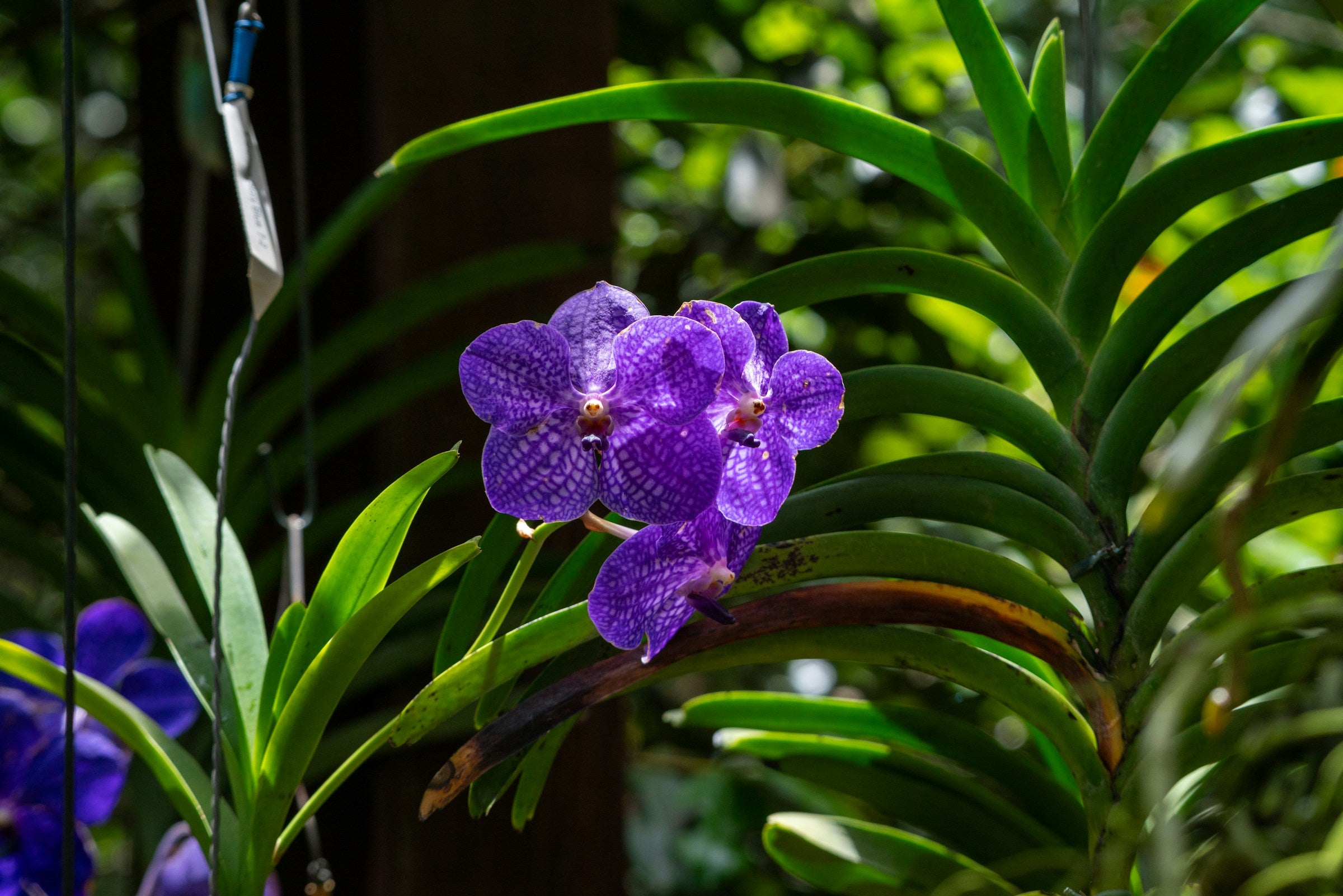 Waarom heeft mijn orchidee bruine vlekken op de bladeren?