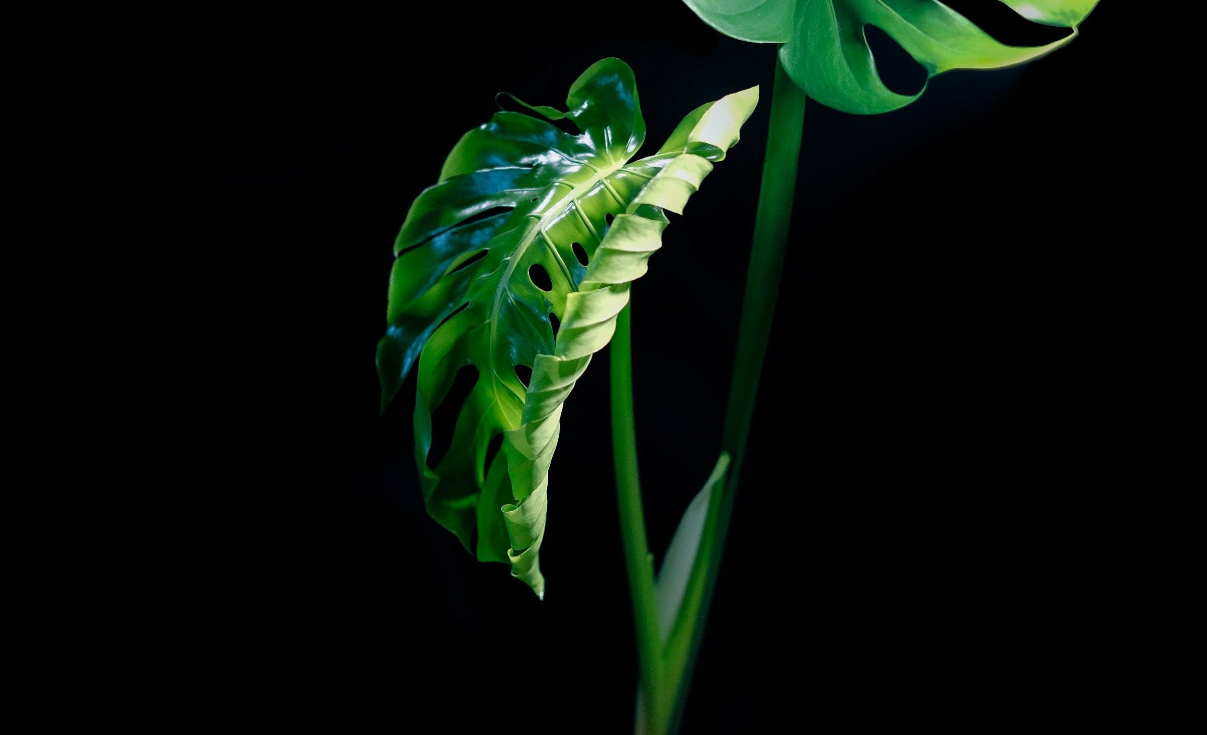 Help! Het blad van mijn kamerplant zit vast. Hoe pak ik dit aan en voorkom ik dit?