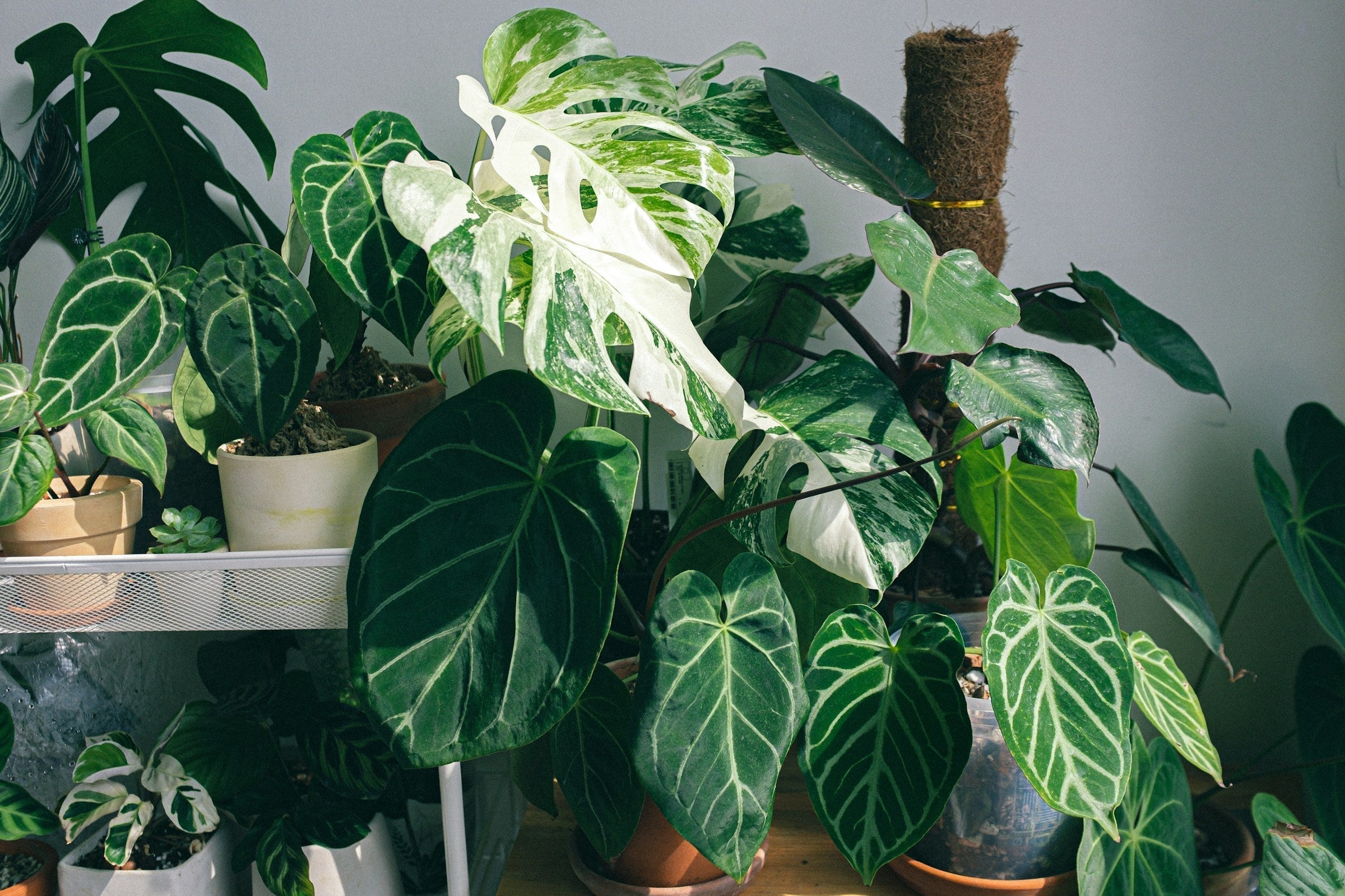 Planten en potten perfect combineren voor gezonde groei en bloei