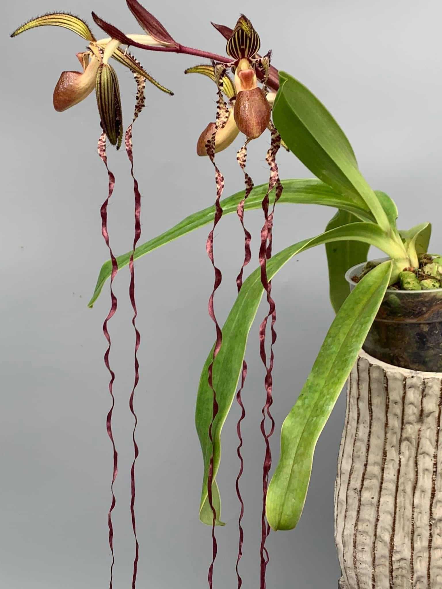 De prachtige Paphiopedilum sanderianum: Extreem lange kronkelende petalen