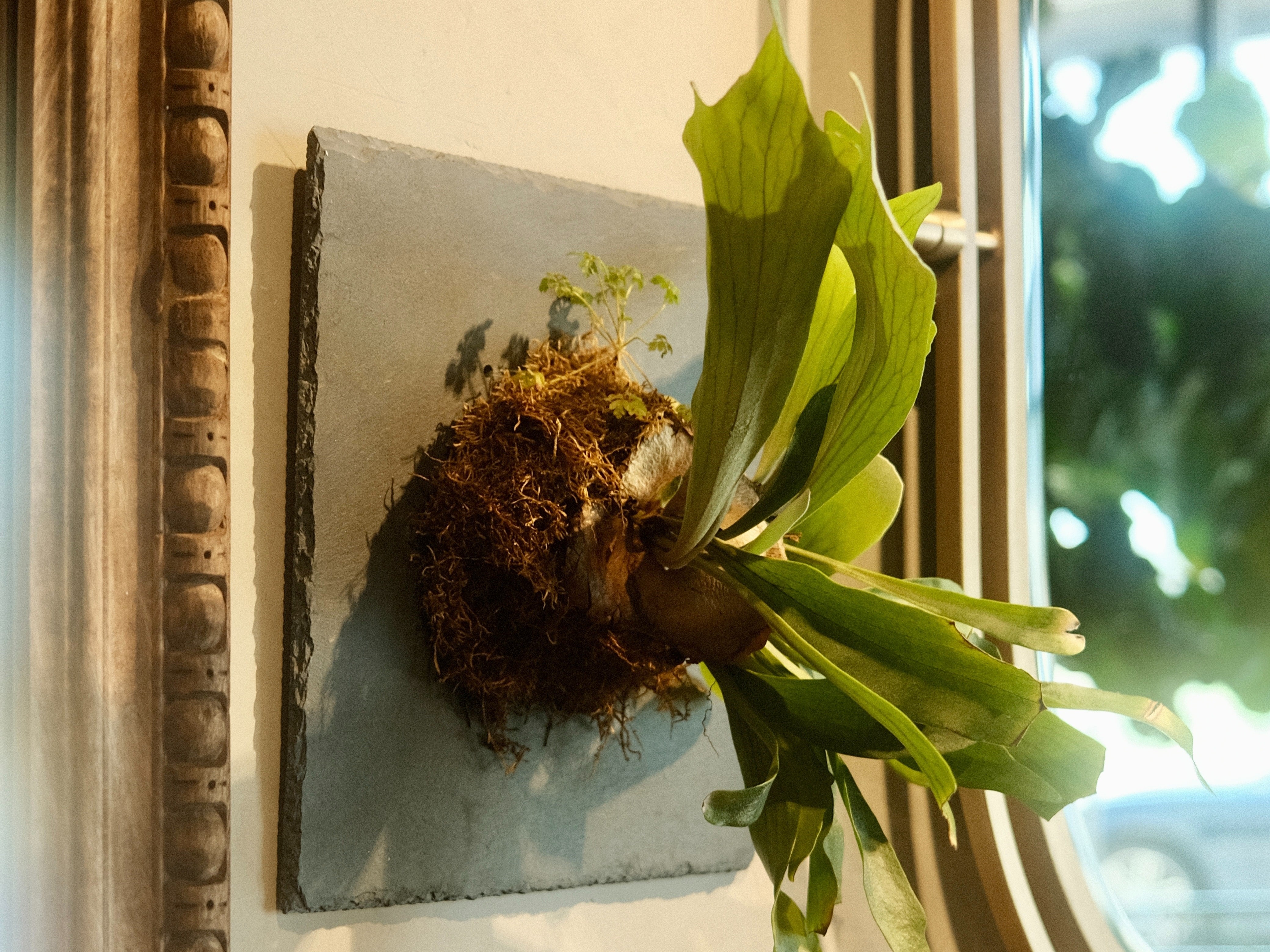 Ontdek de magie van de Platycerium (Hertshoornvaren): Het levende schilderij in jouw huis