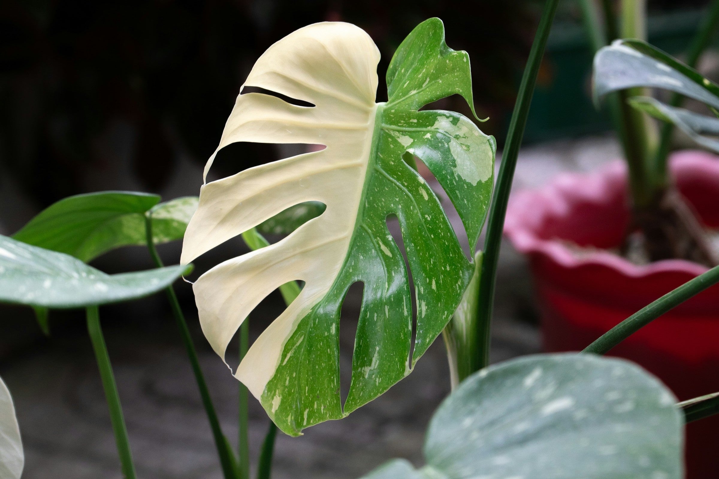 Monstera Thai Constellation Variegated Half Moon