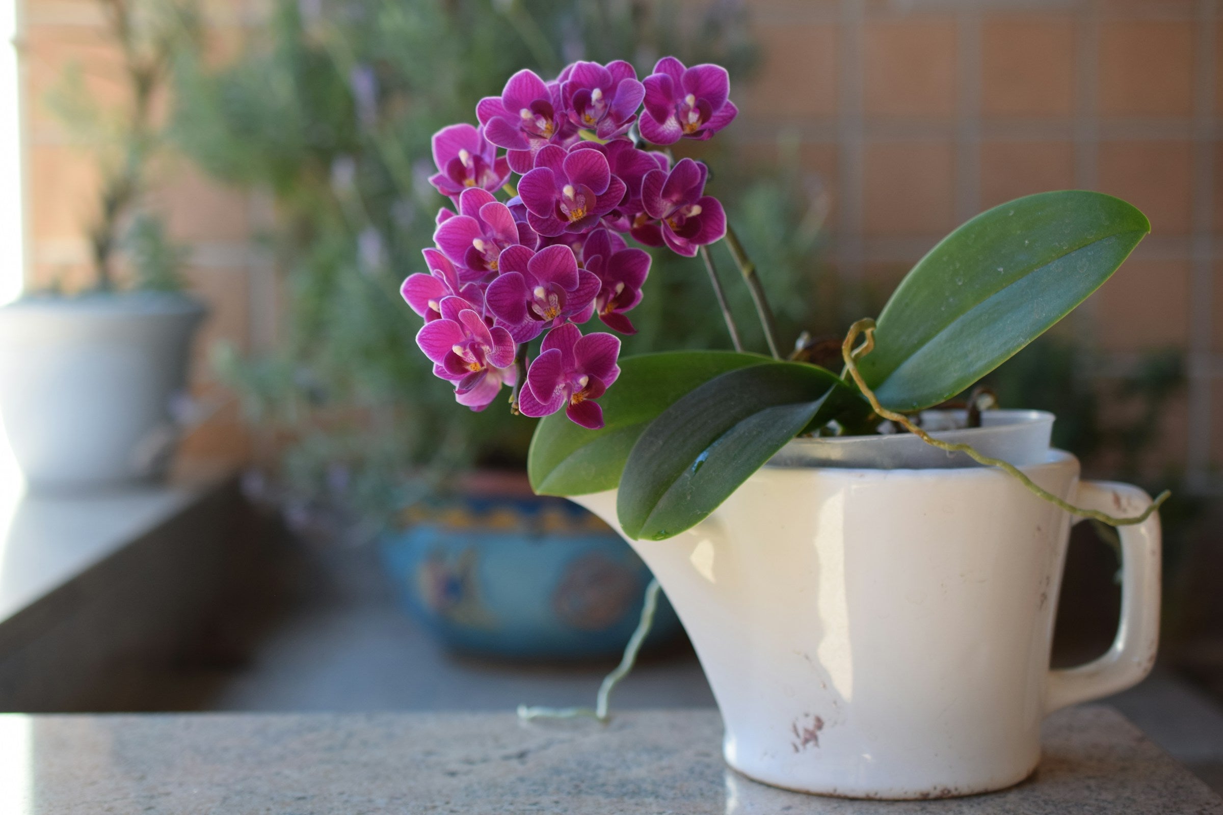 Roze miniatuur Phalaenopsis in watering can