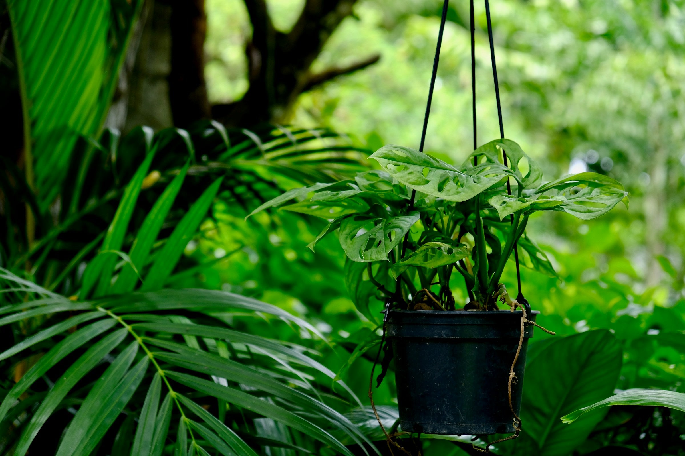 Welke kamerplanten kan ik als hangplant ophangen?