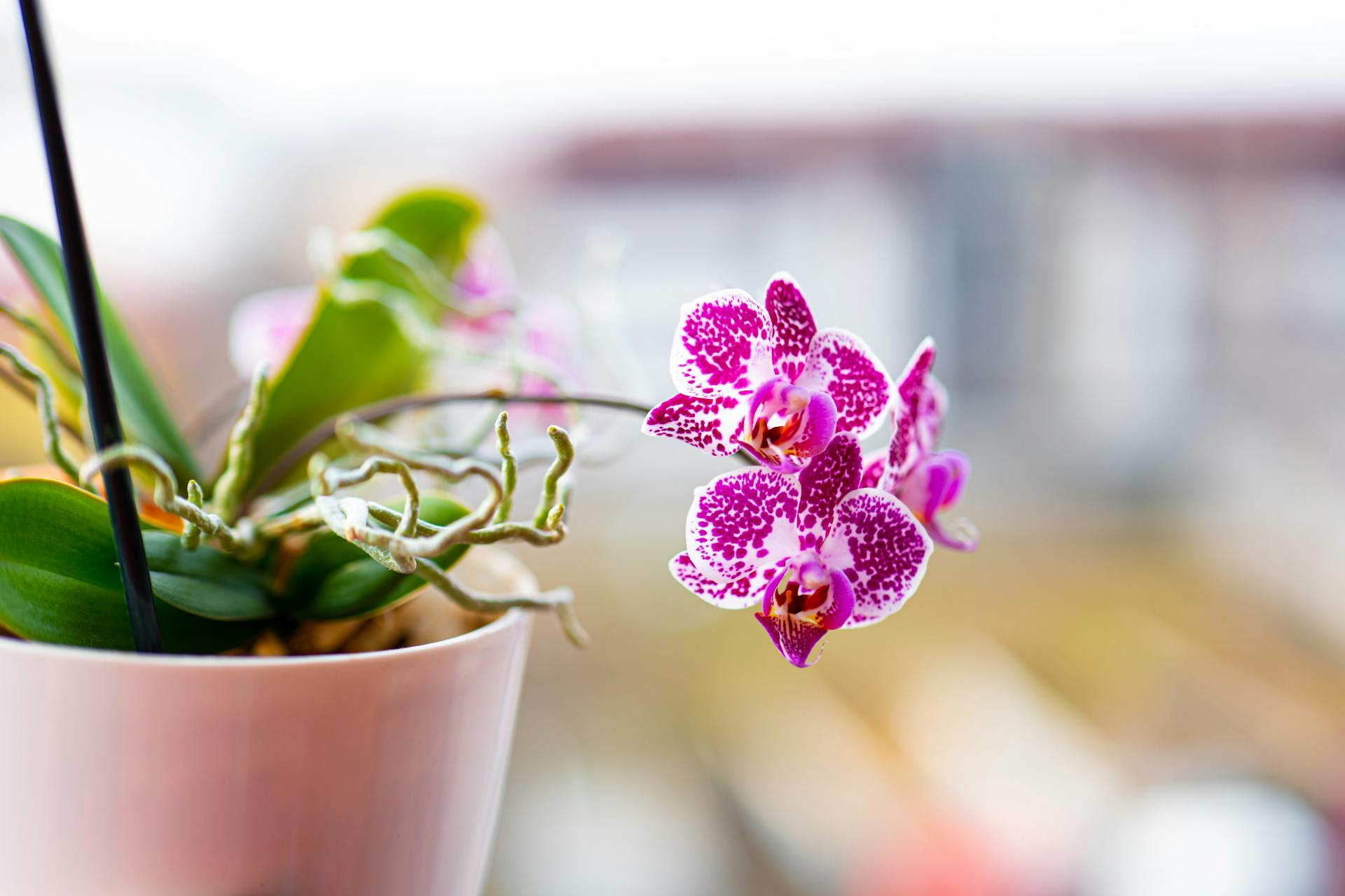 Phalaenopsis orchidee met uitstekende luchtwortels