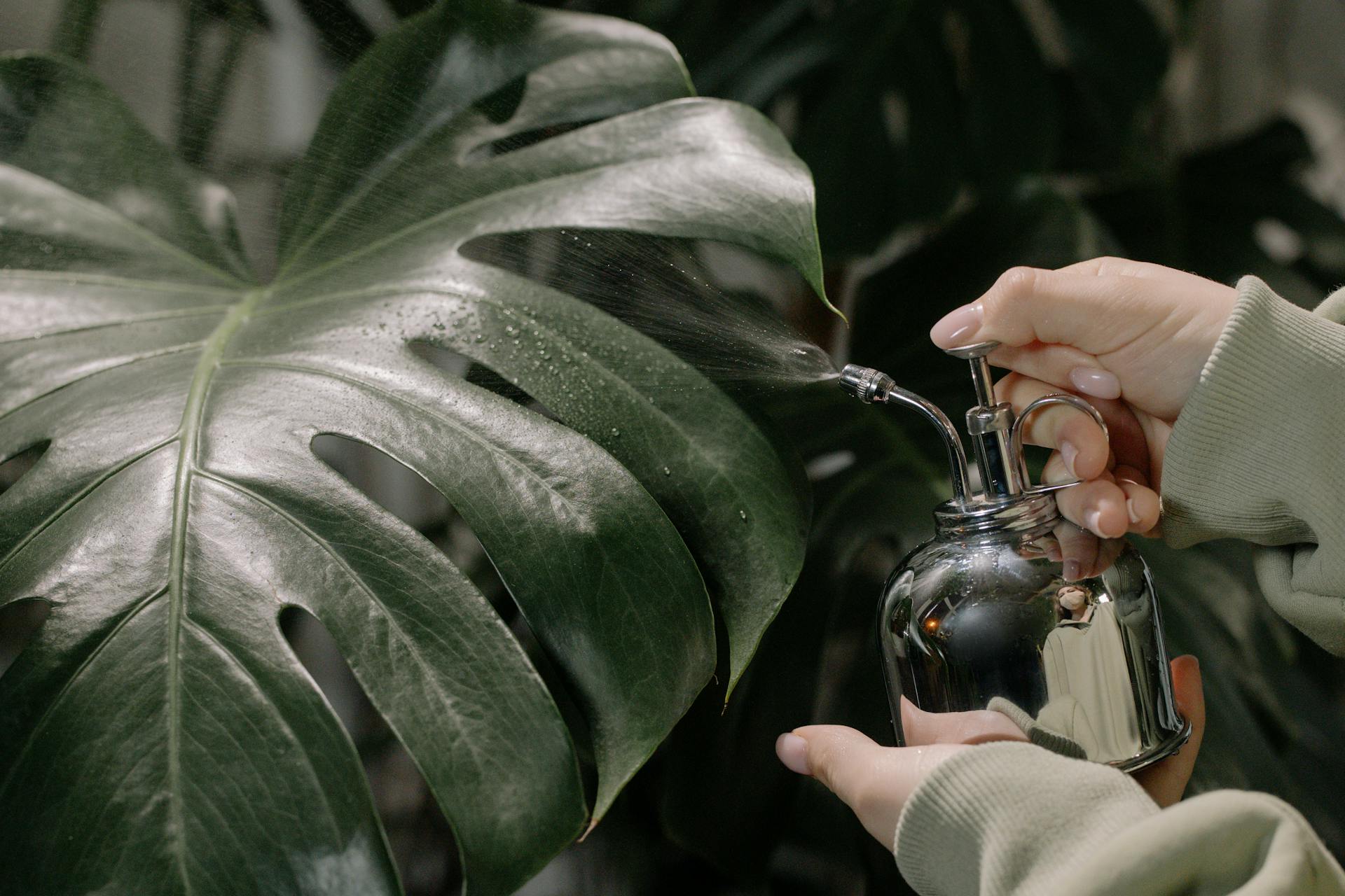 Monstera kamerplant vernevelen