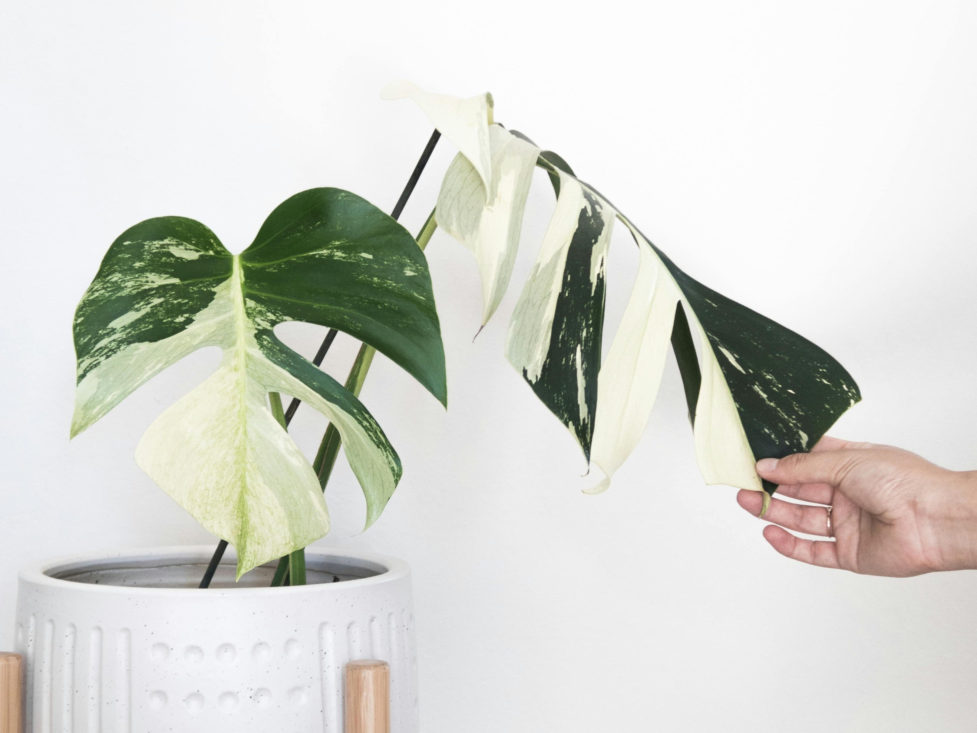 Zeldzame Monstera deliciosa borsigiana mint plant met variegata