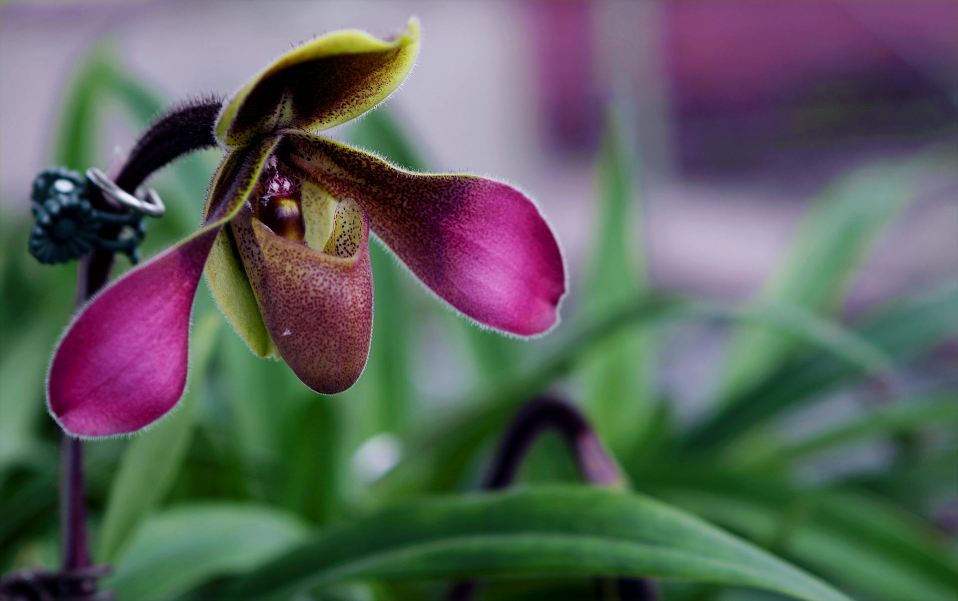 Was sind botanische Orchideen?