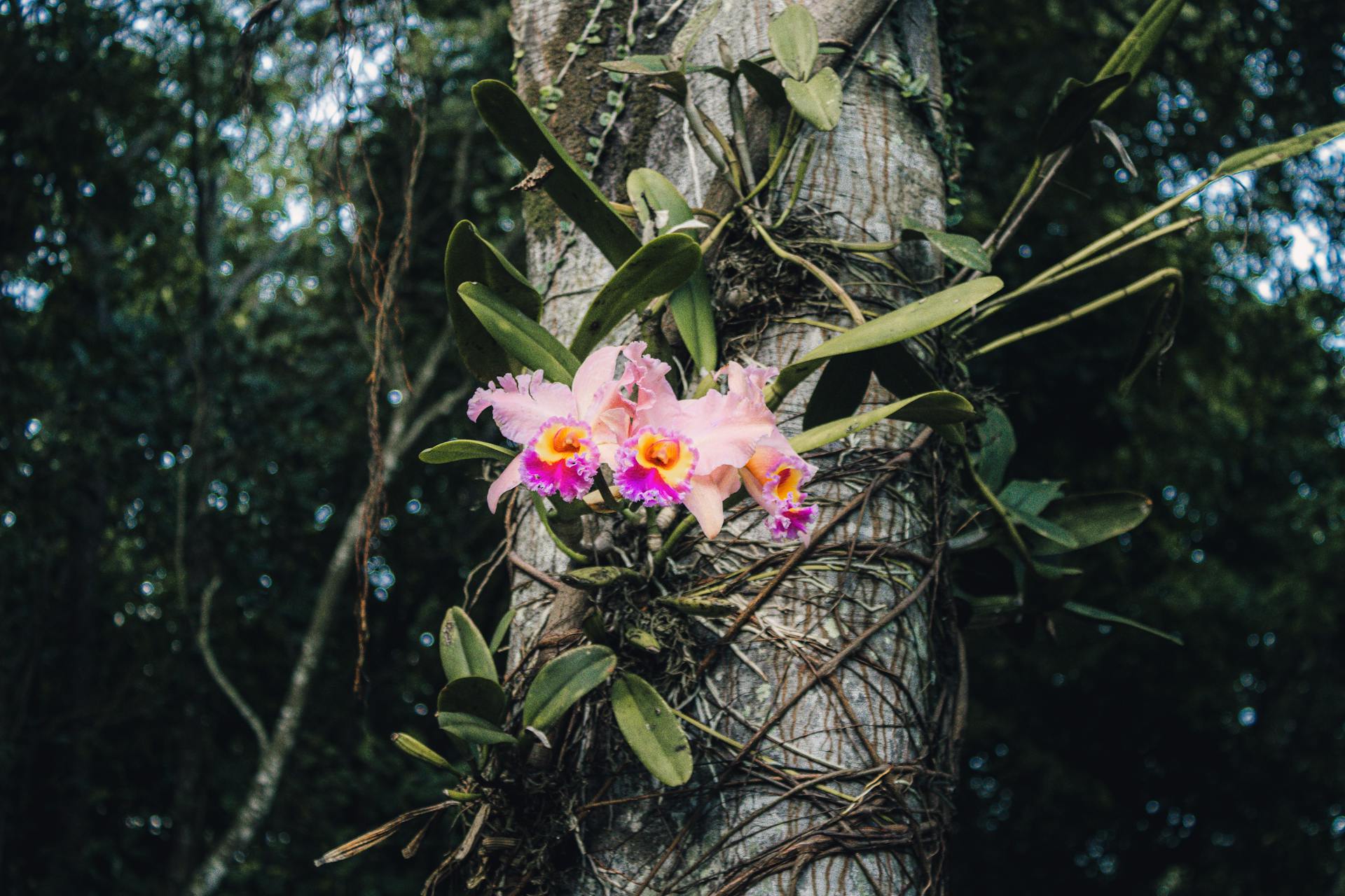 Roze grote Cattleya orchidee in een boom in de natuur