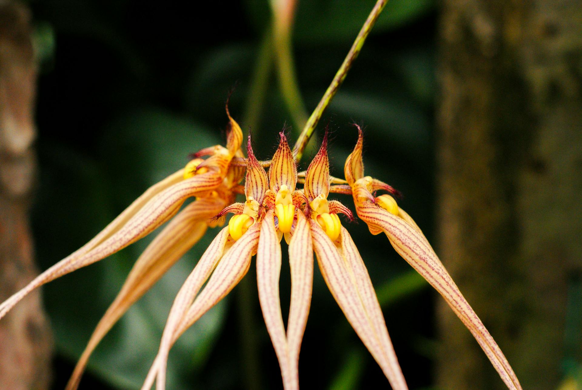 Bulbophyllum orchidee