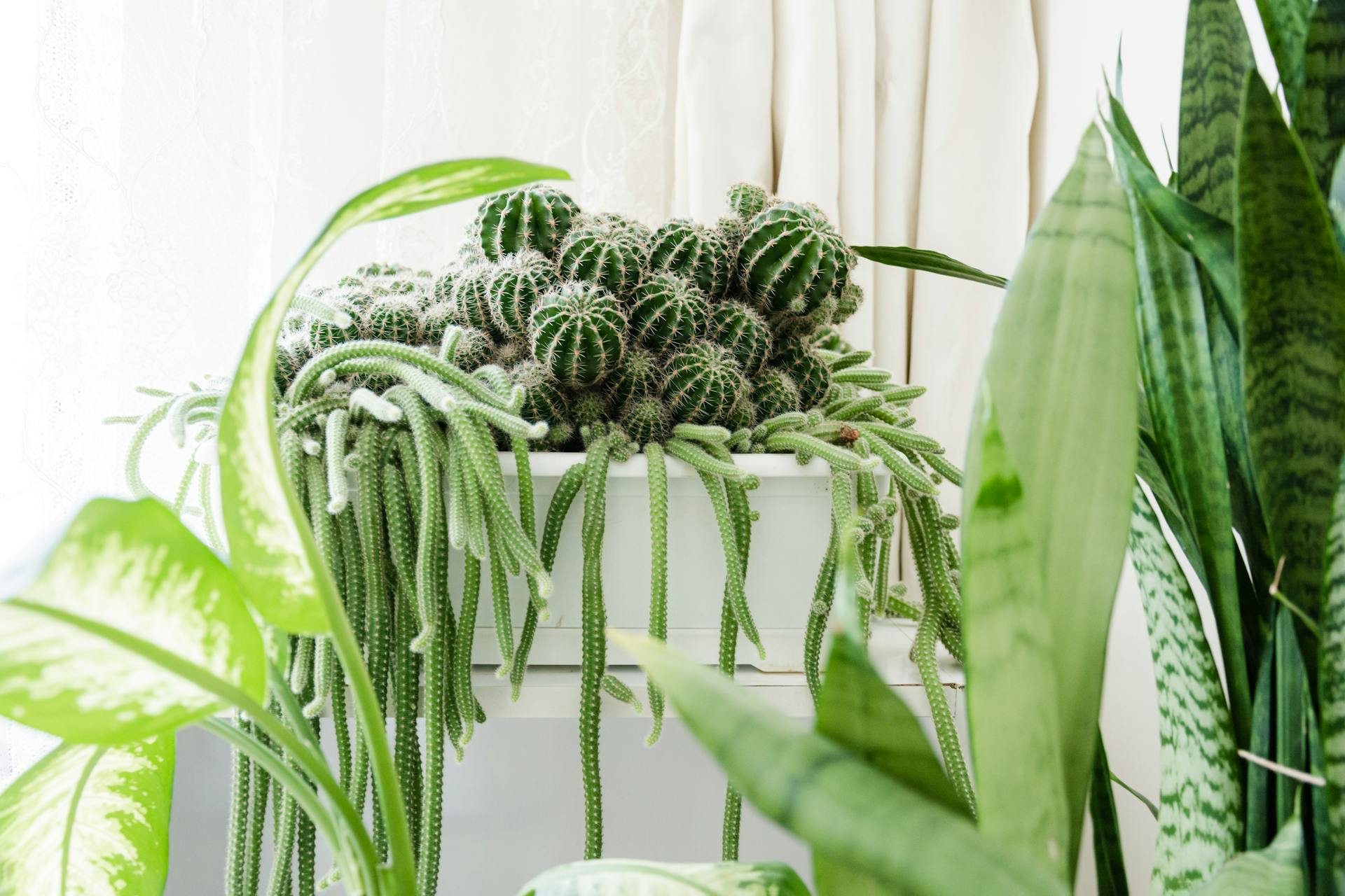 philodendron swiss cheese vs monstera adansonii Philodendron Swiss Cheese – Horti main image 1