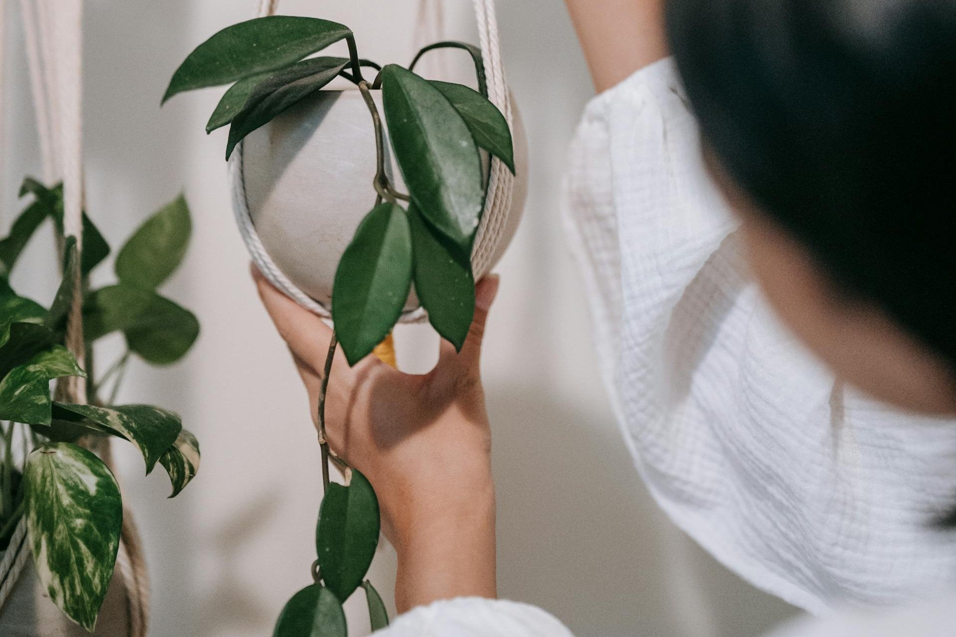 Hoya plant in een hangpot