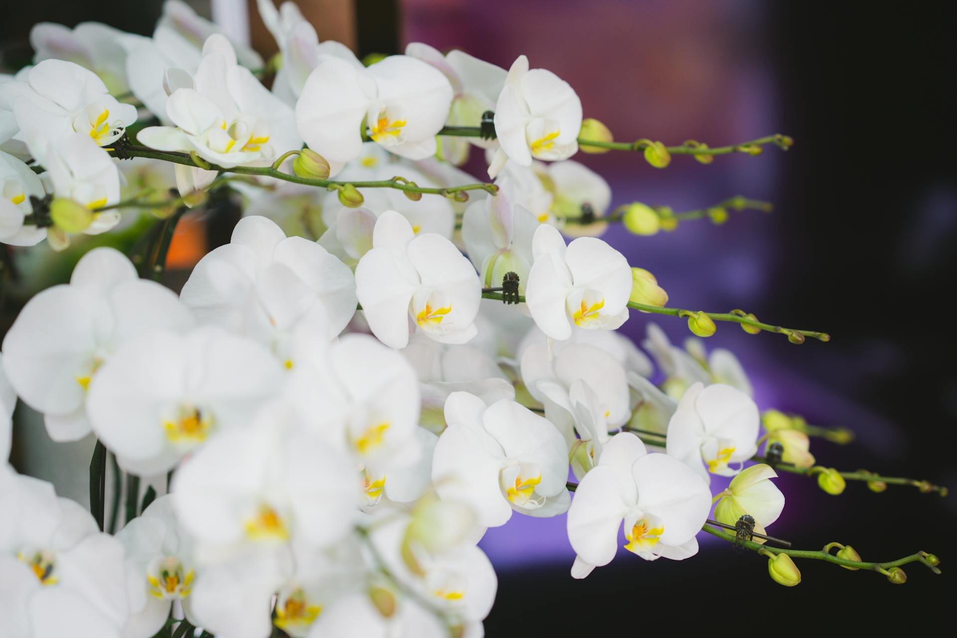 Vol bloeiende witte Phalaenopsis orchidee met winnende prijs