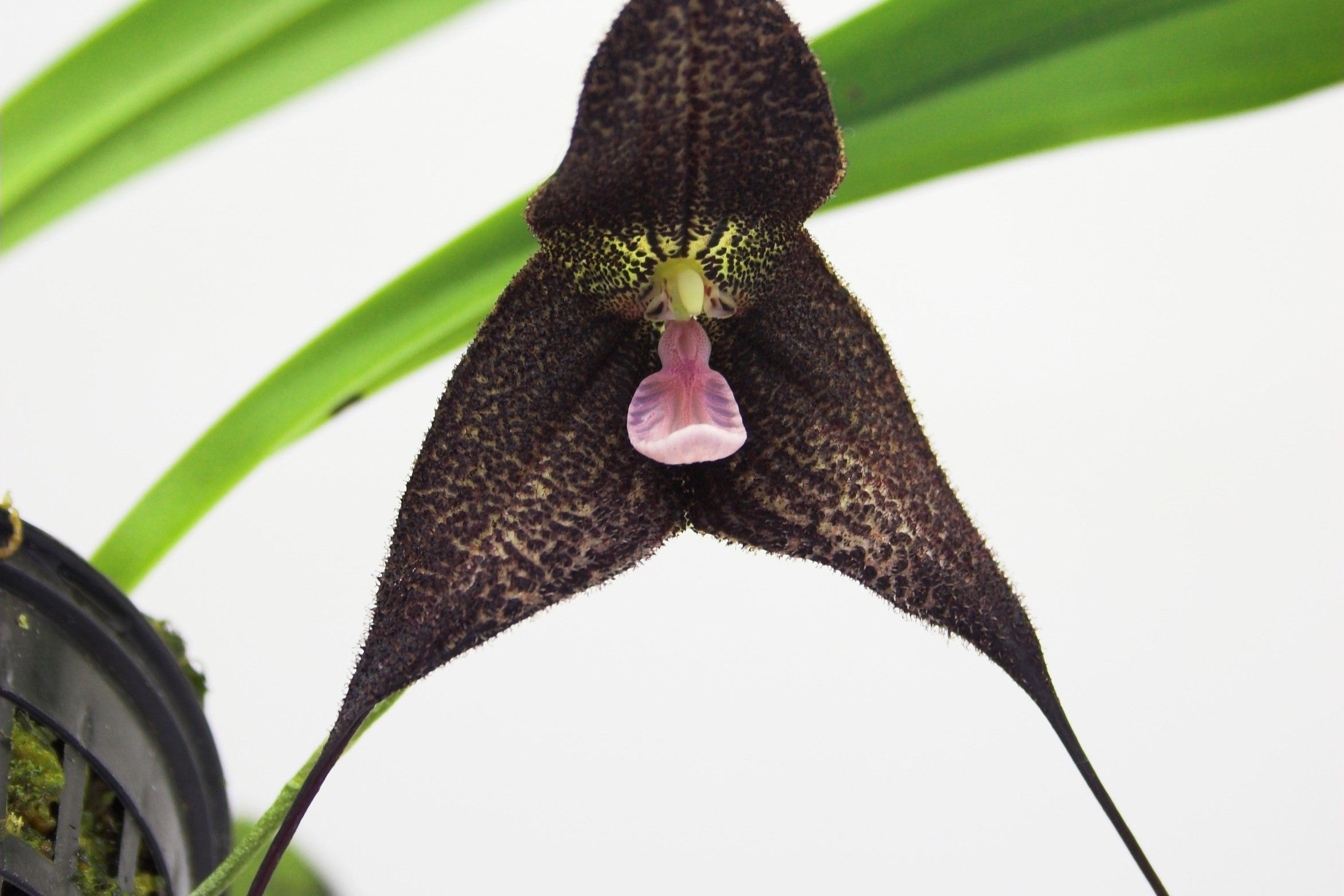 Die schwierigsten Orchideen, um sie zum Blühen zu bringen: Wie Sie es