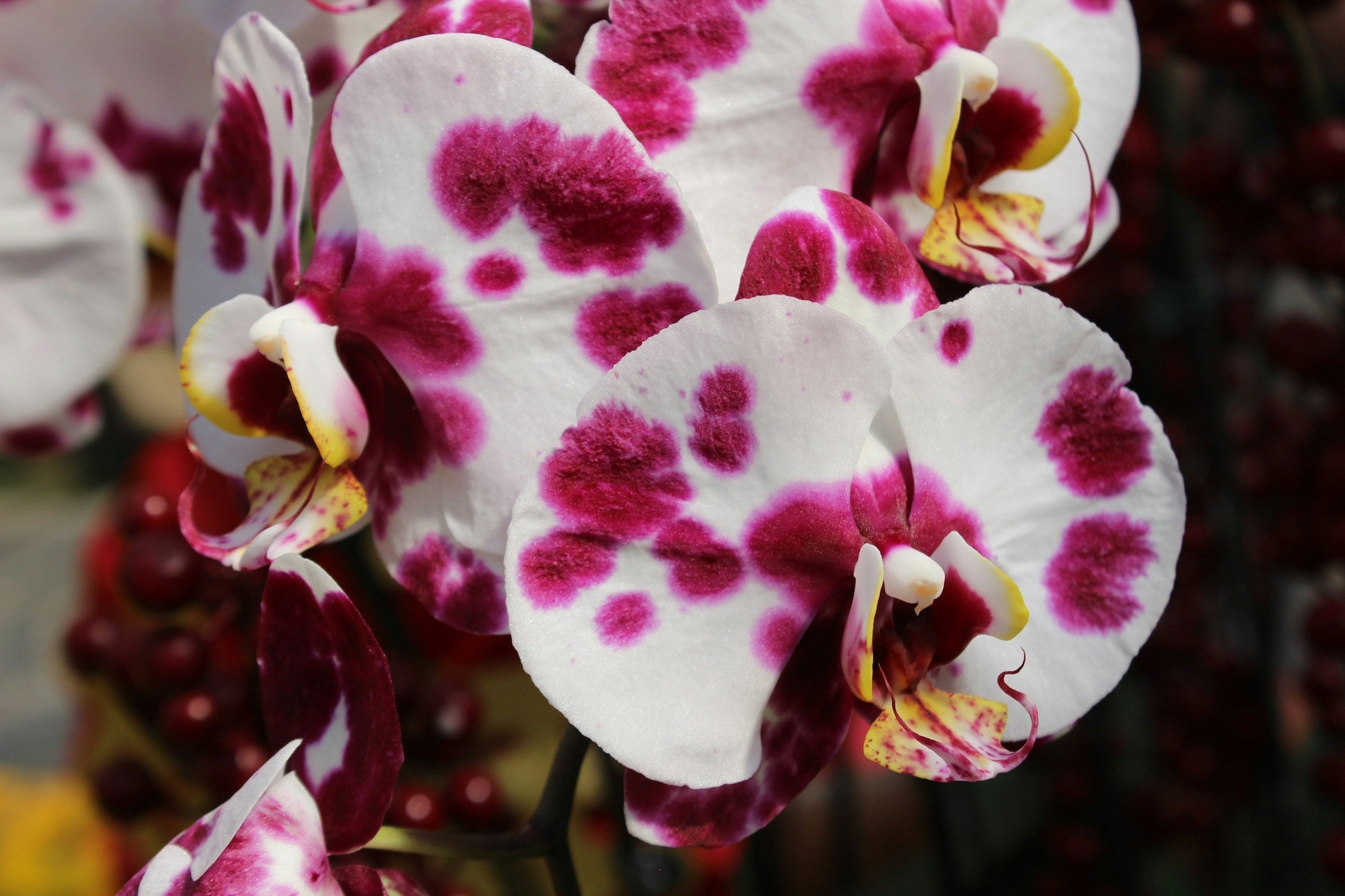 Zeldzame gekweekte witte phalaenopsis vlinderorchidee met wijnrode stippen