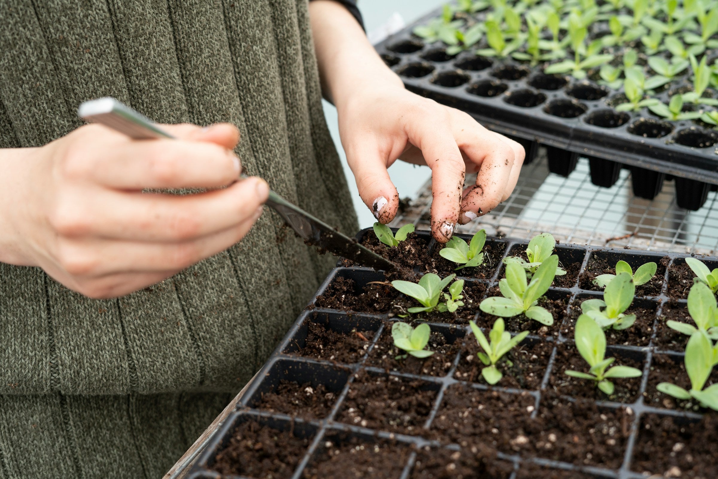 Nieuw leven met Pasen: Adopteer je nieuwe zeldzame tropische babyplantjes!