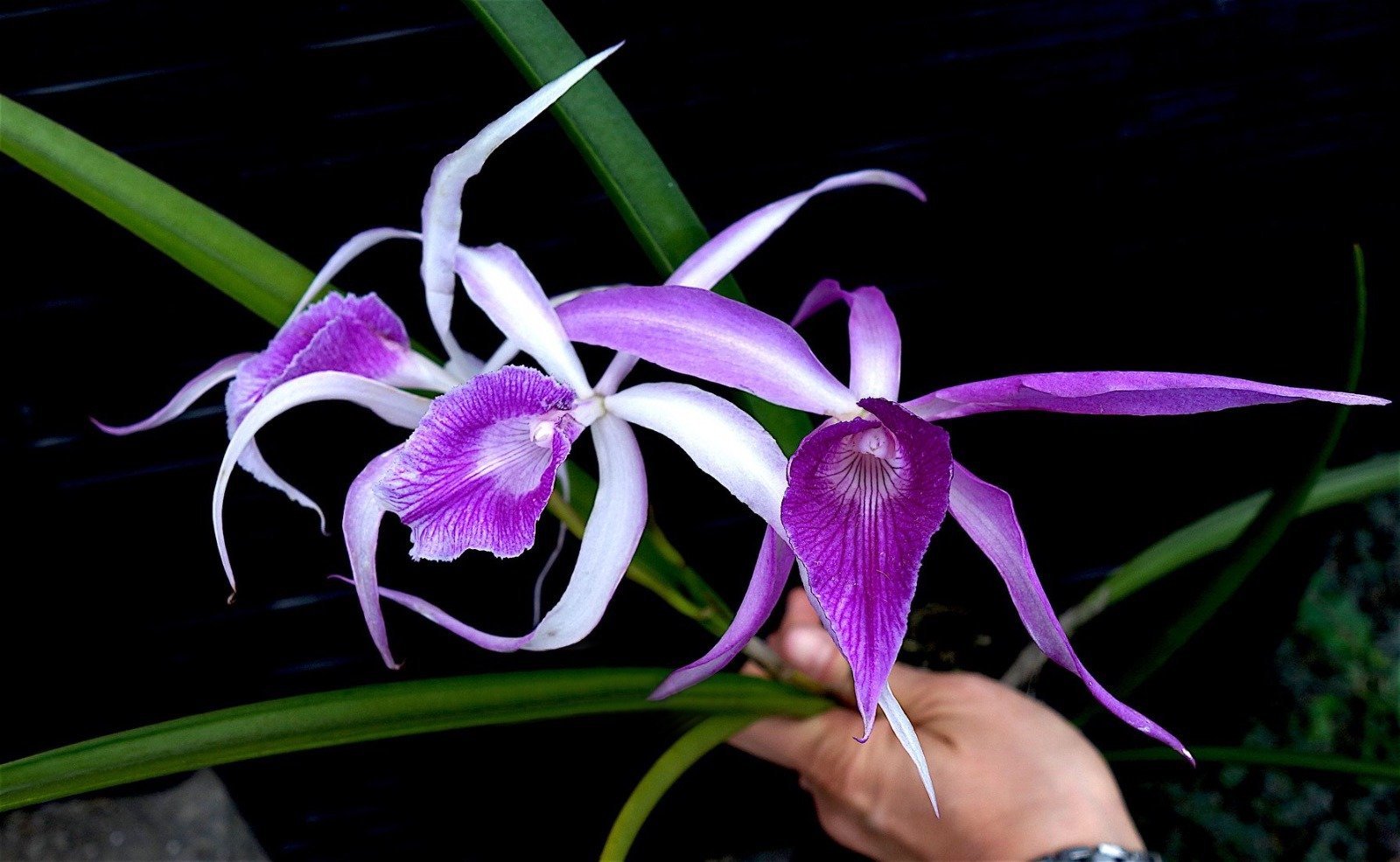 Brassavola