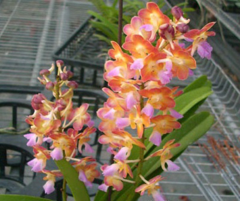 Rhrds. Bangkok Sunset "Fragrance" orchid with orange, yellow and pink flowers