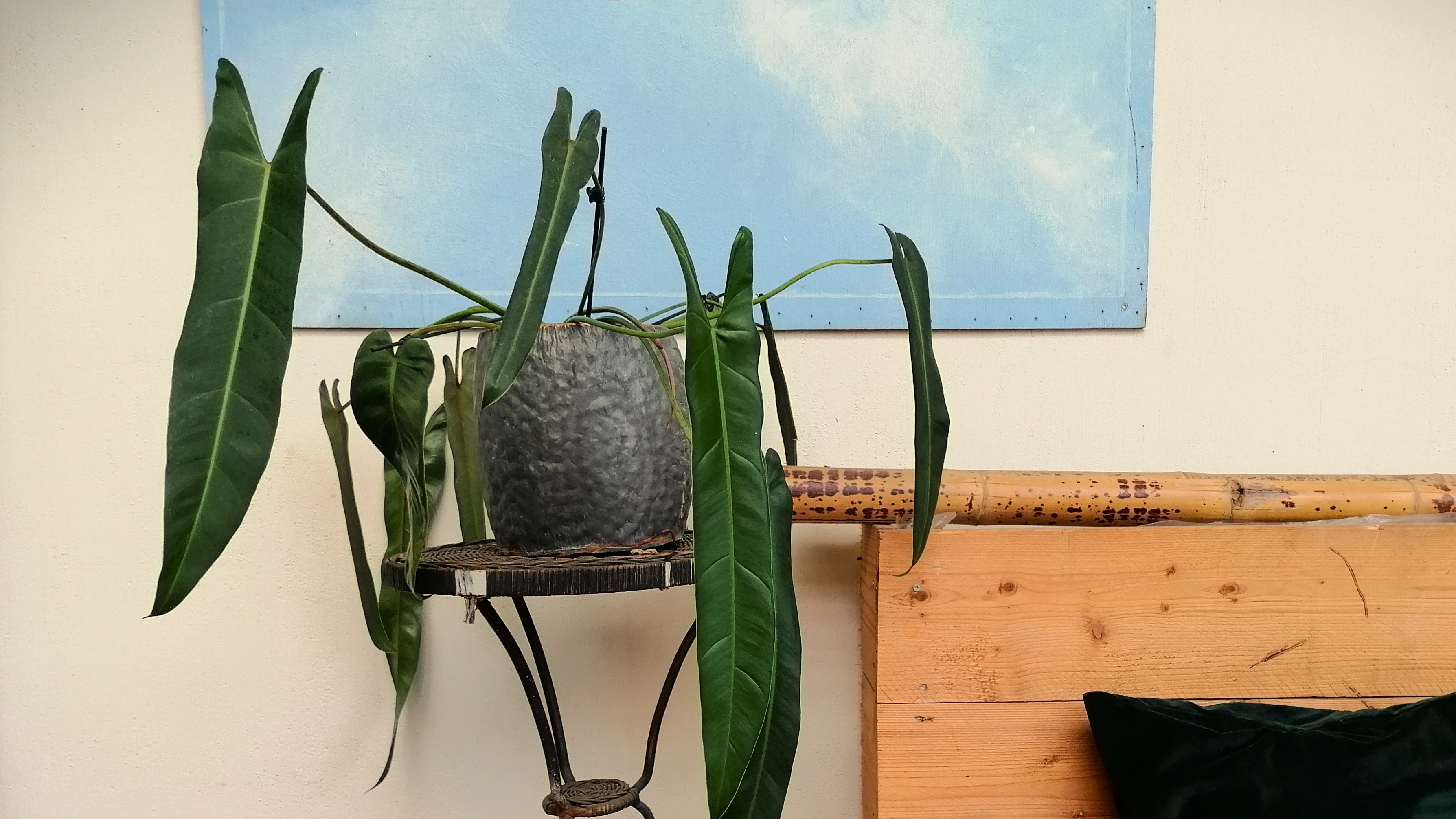 Philodendron Spiritus Sancti long, green leaves in a grey pot with wood on background