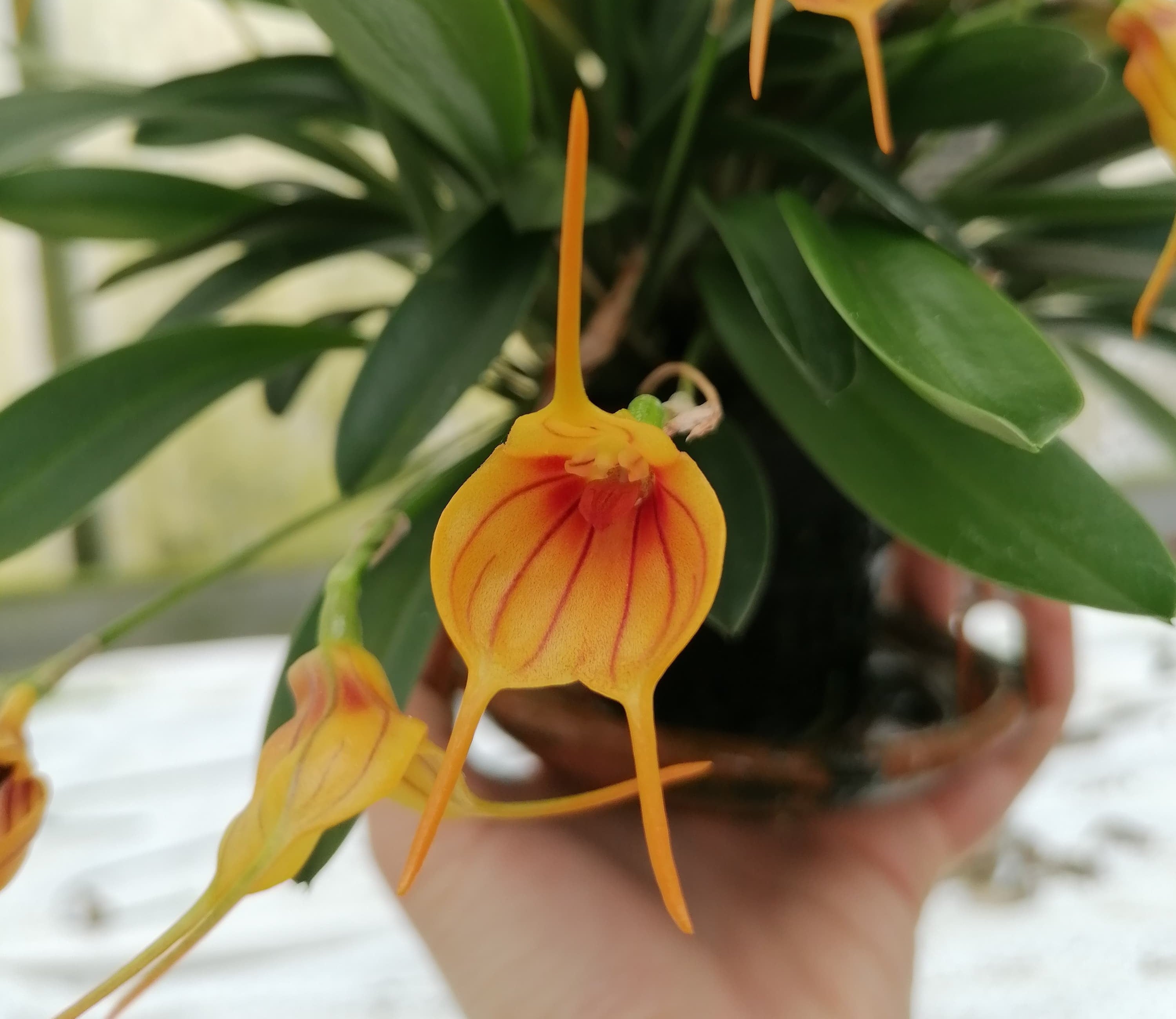 Masdevallia