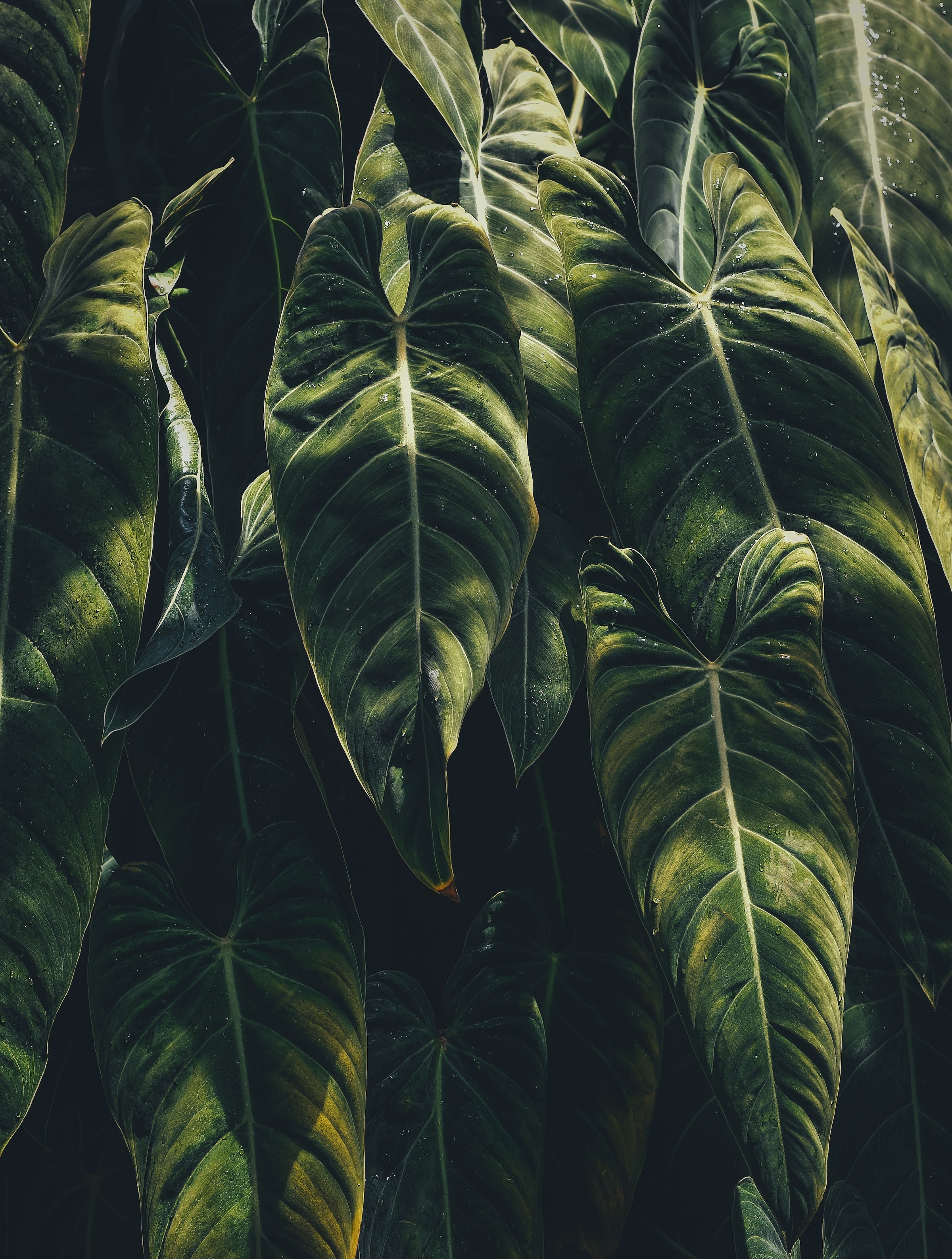 Philodendron