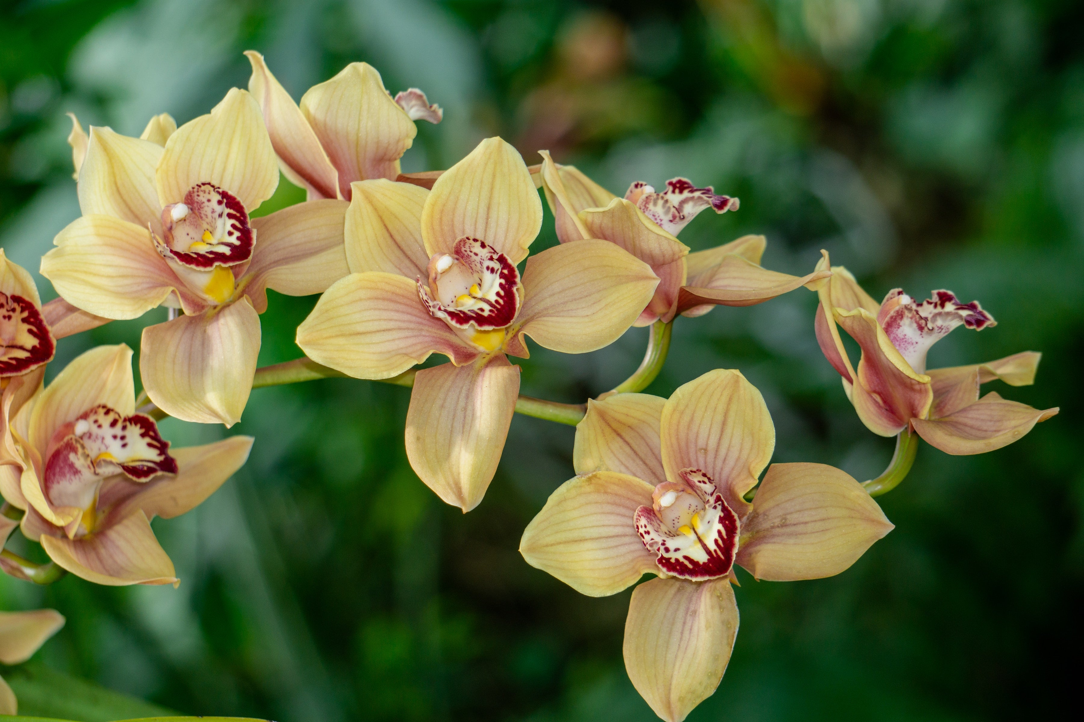 Cymbidium