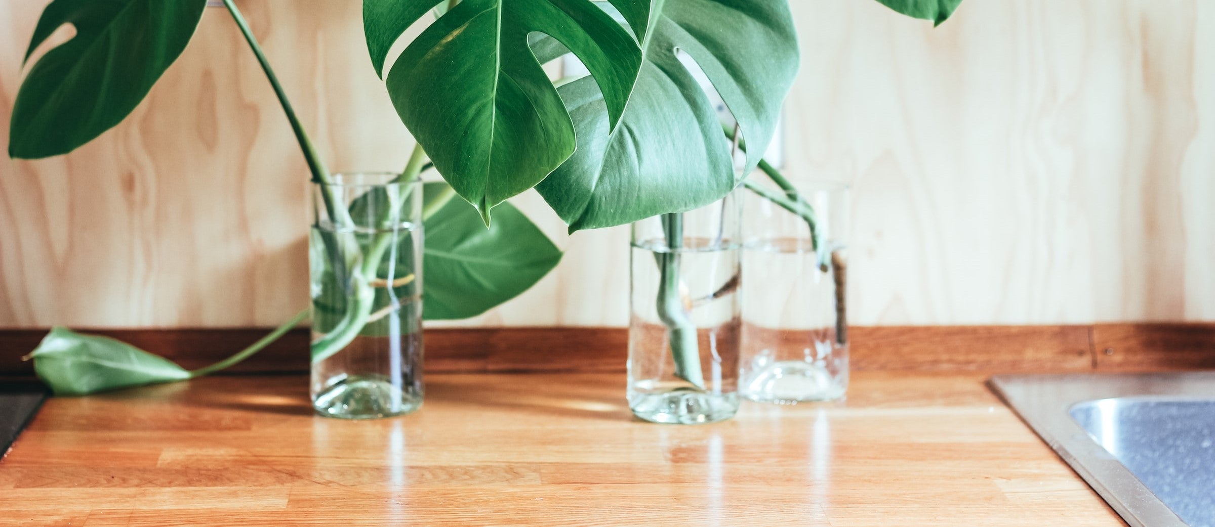 Stekken van zeldzame kamerplanten