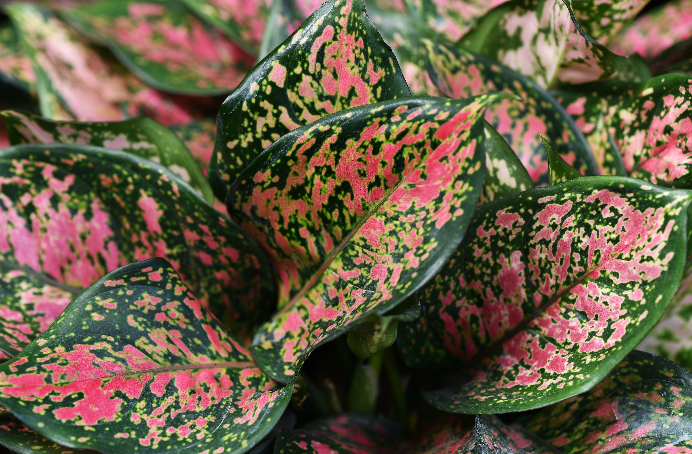 Aglaonema pink variegata