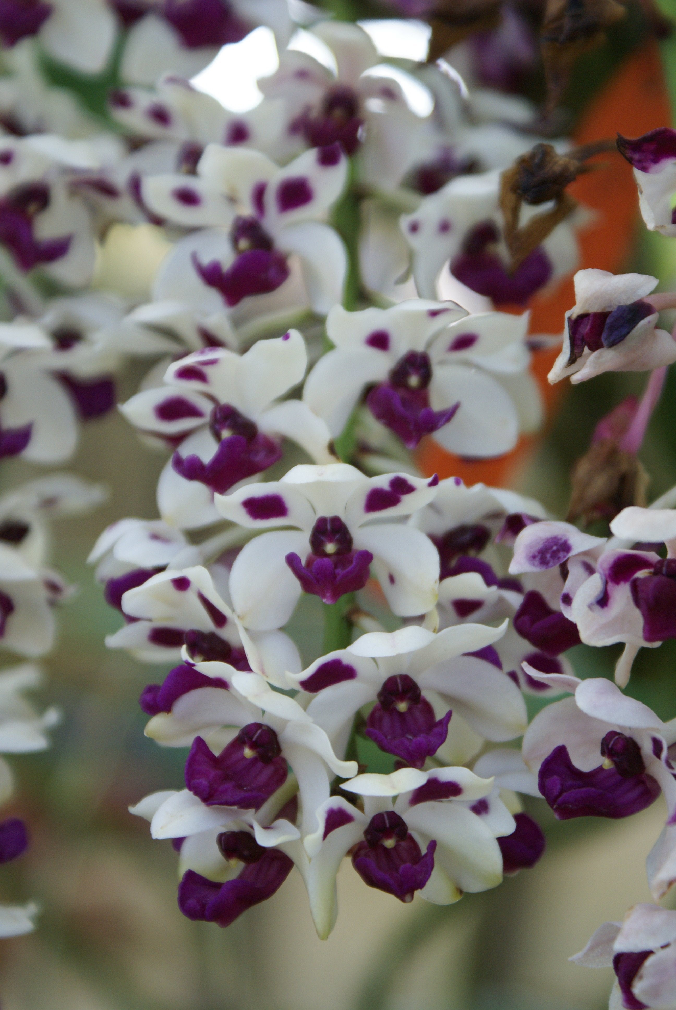 Rhynchostylis