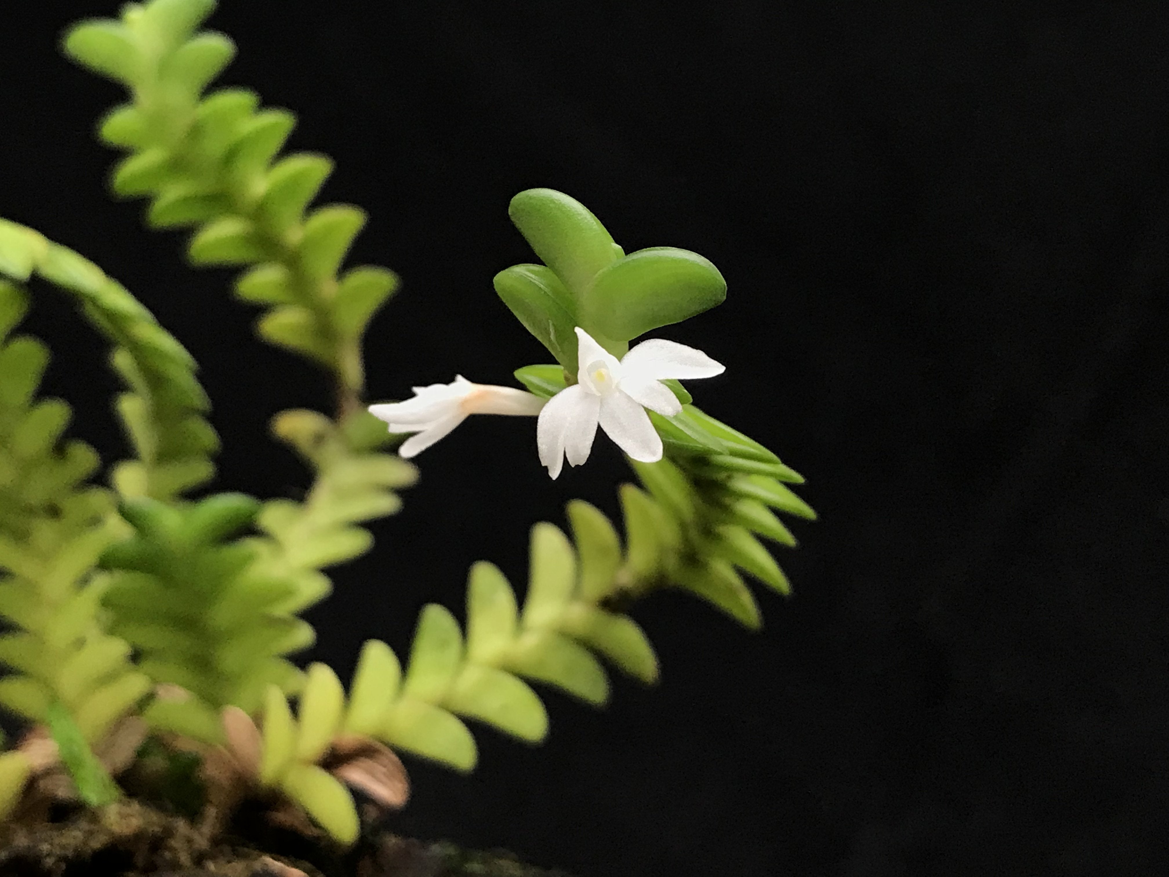 Angraecum