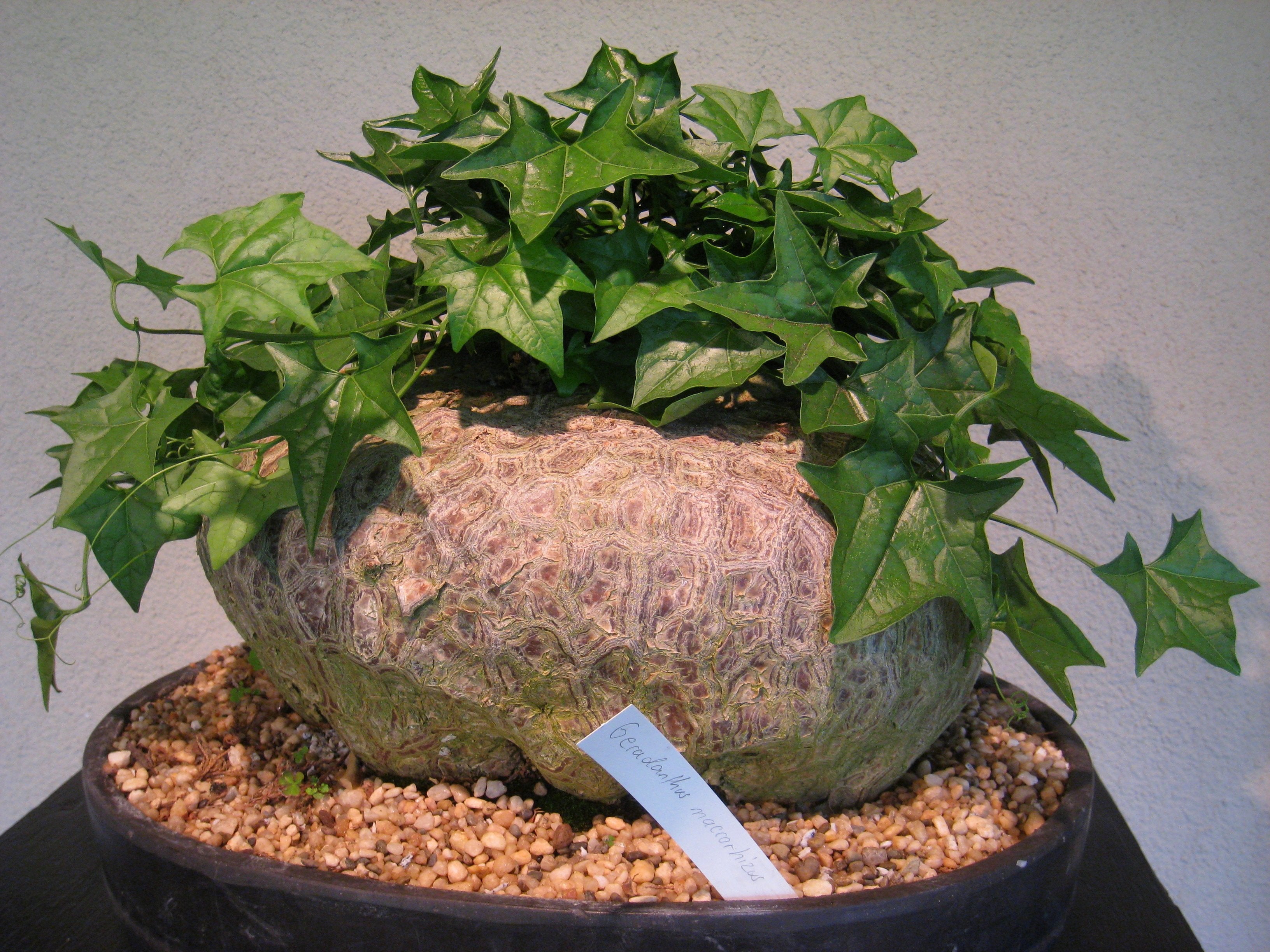 Gerrardanthus macrorhiza