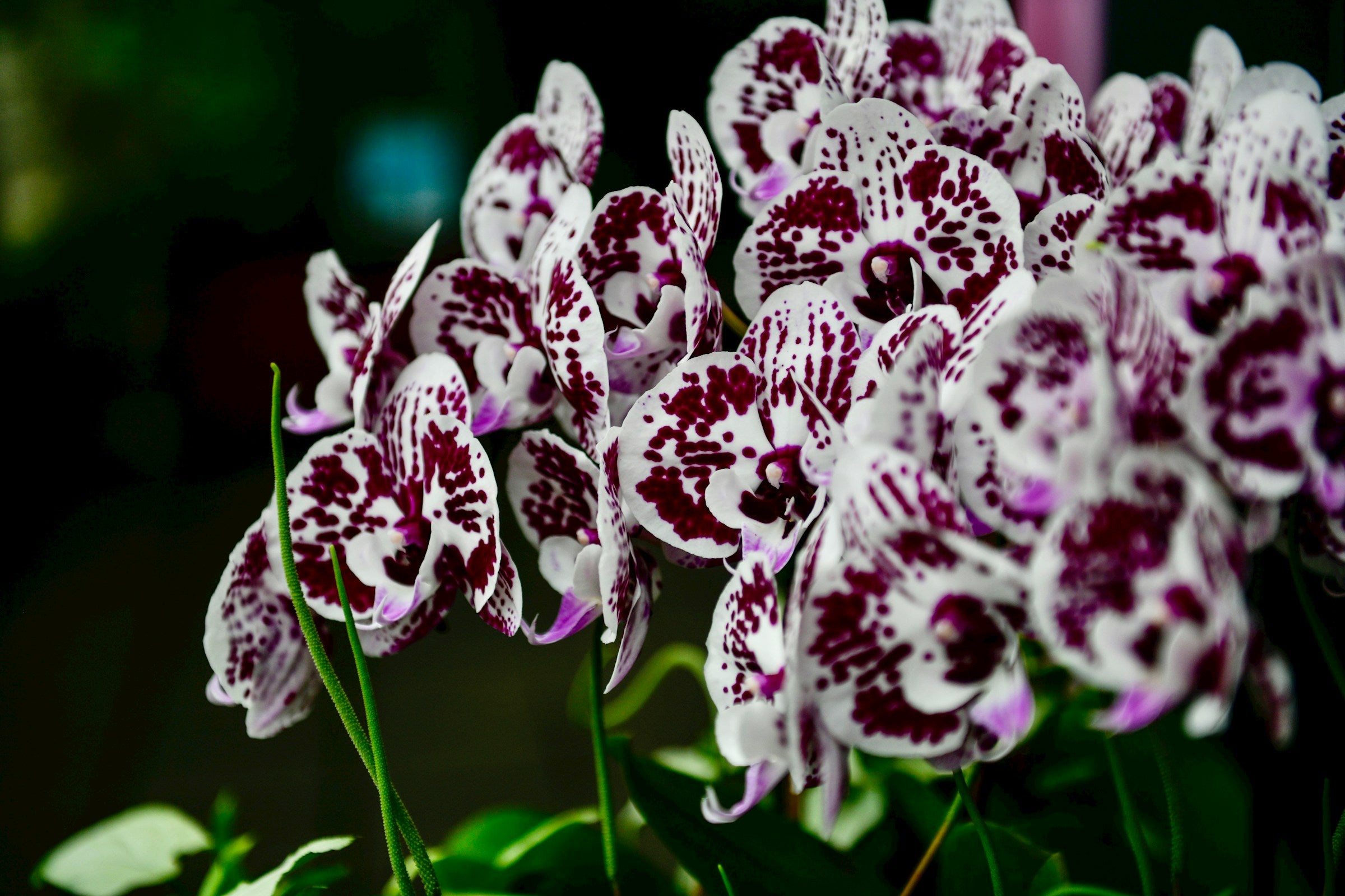 Unieke orchideeën bestellen als groothandel