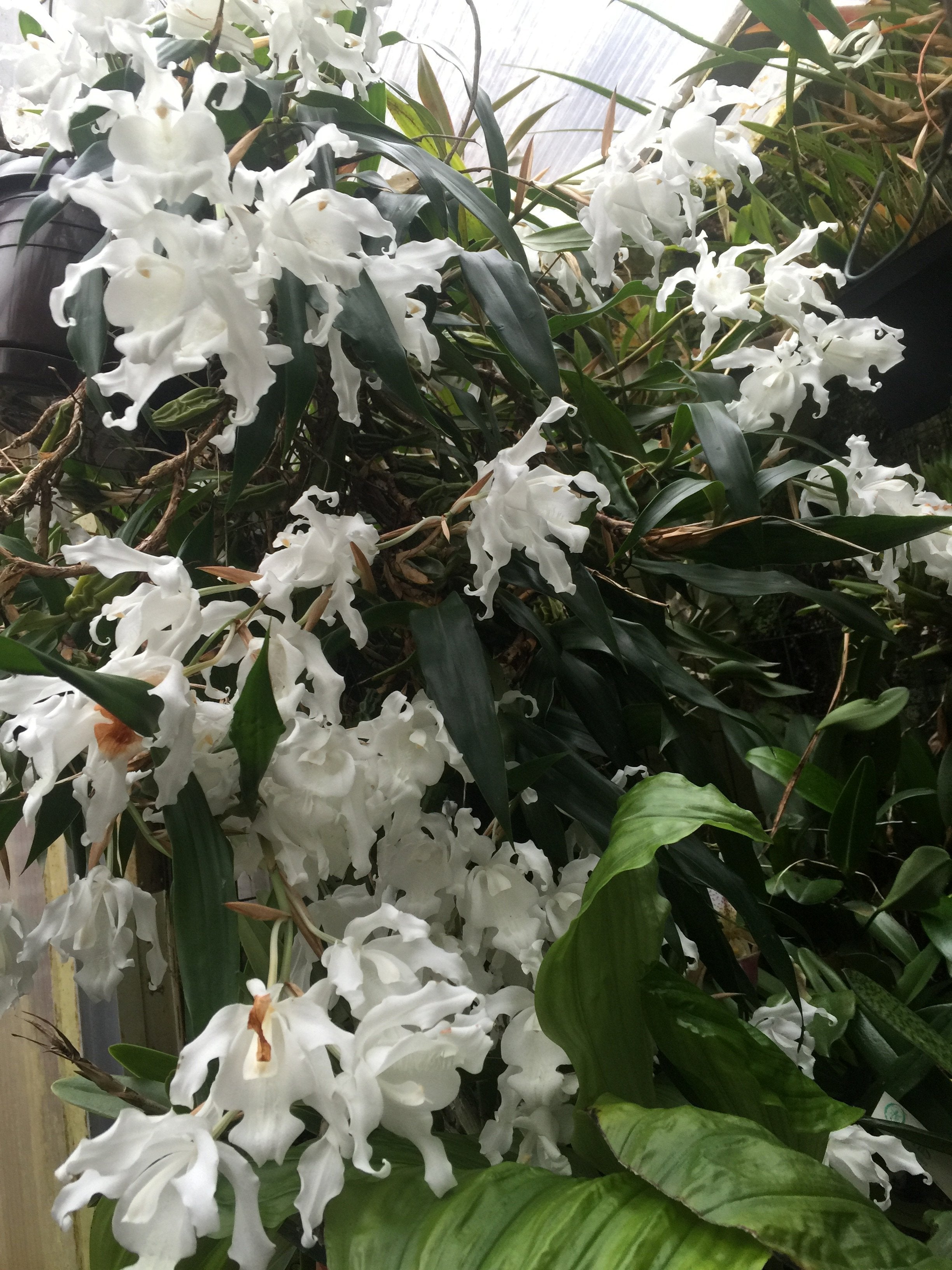 Coelogyne cristata alba