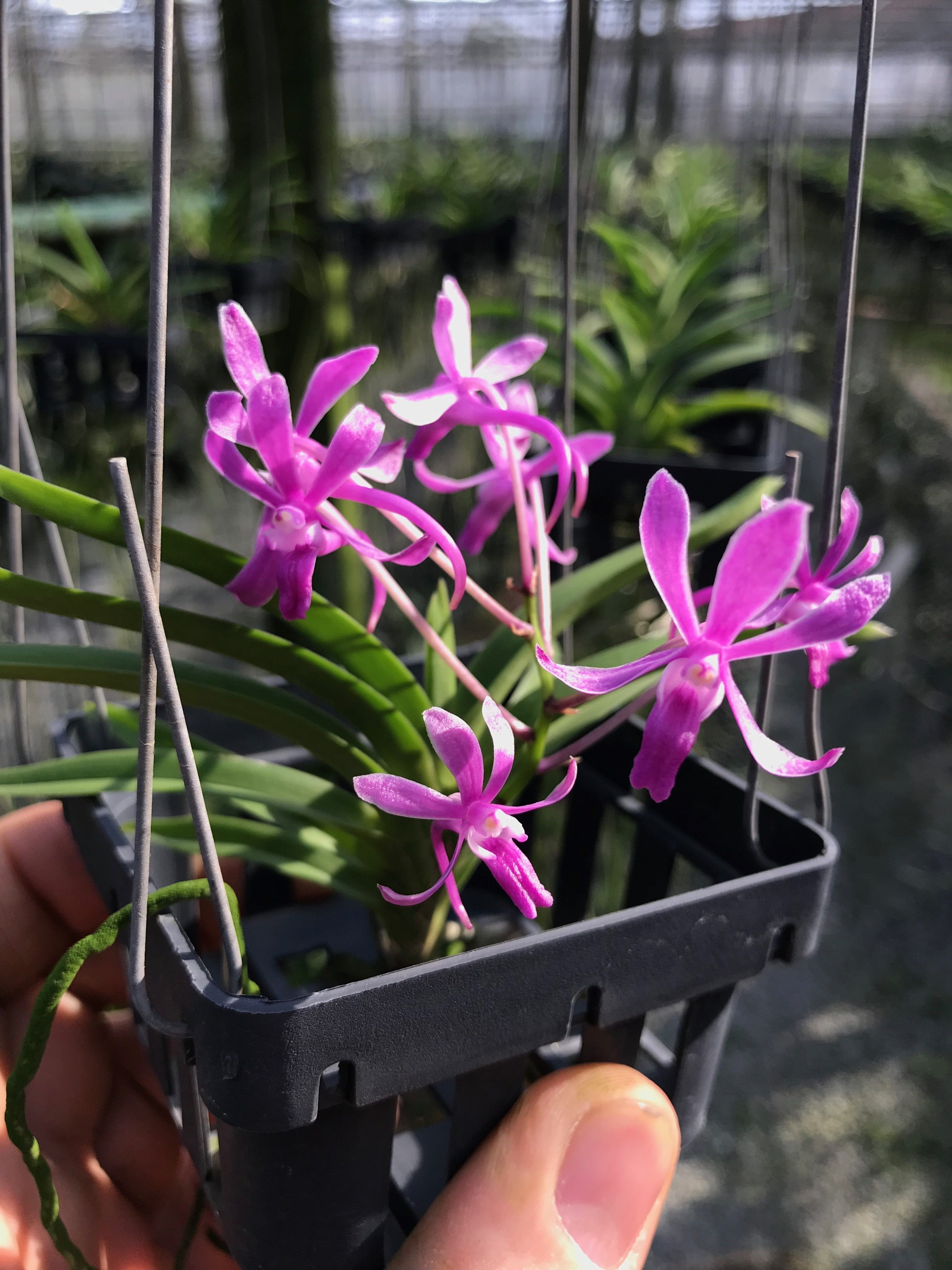 Neofinetia