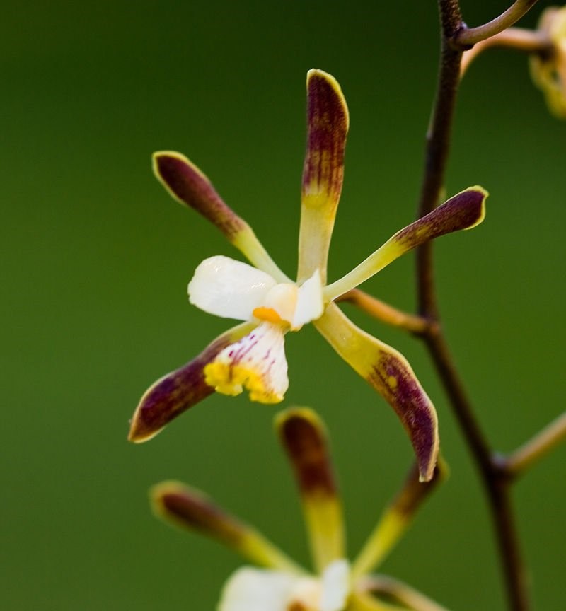 Encyclia